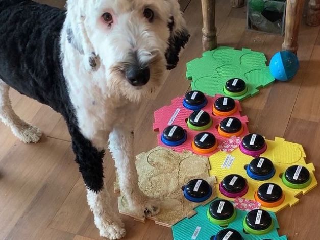 Dieser Hund begeistert derzeit zahlreiche Fans im Netz.