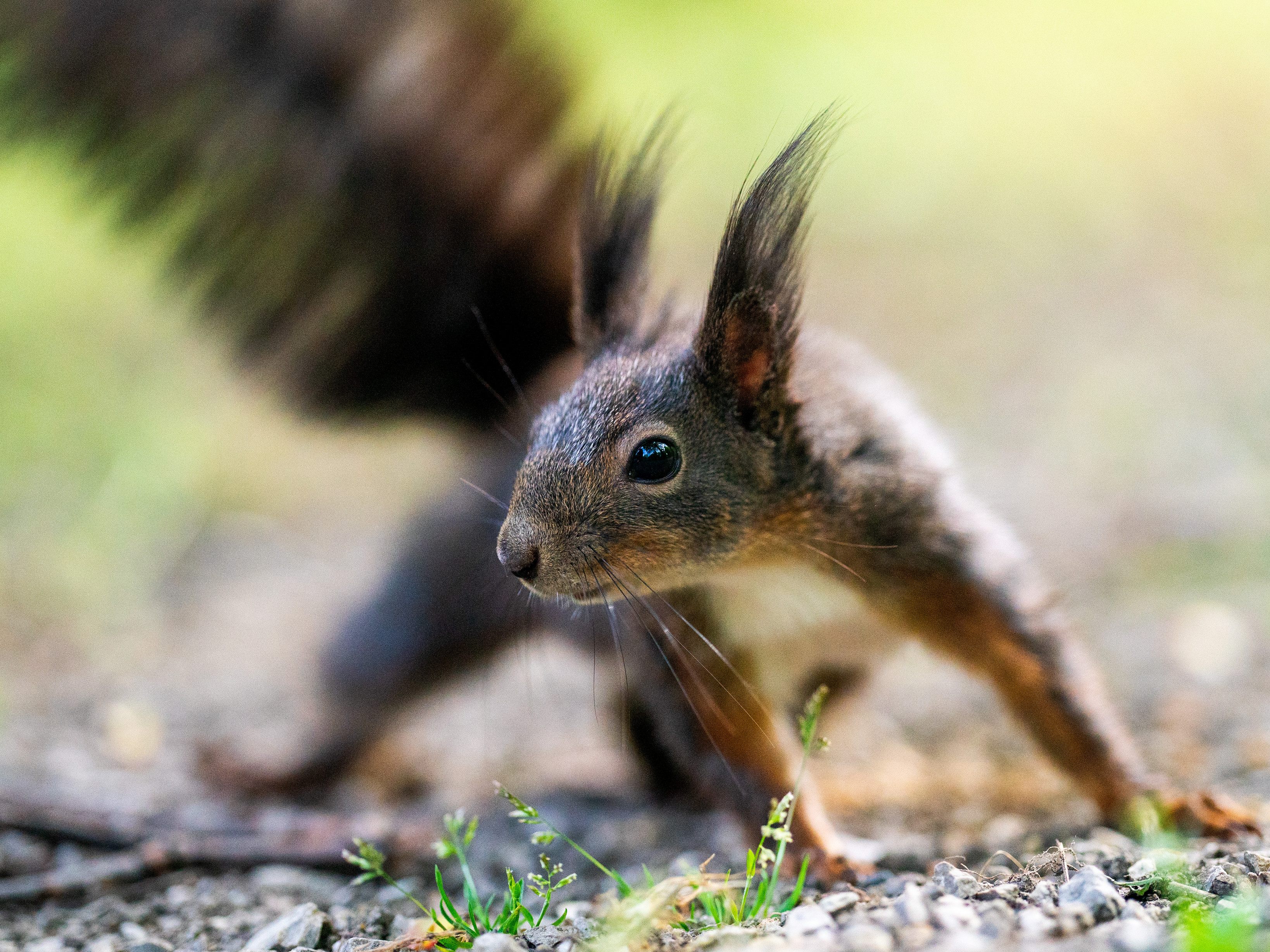 Dieses Eichhörnchen sorgte für eine Überraschung - mitten auf dem Gehweg.