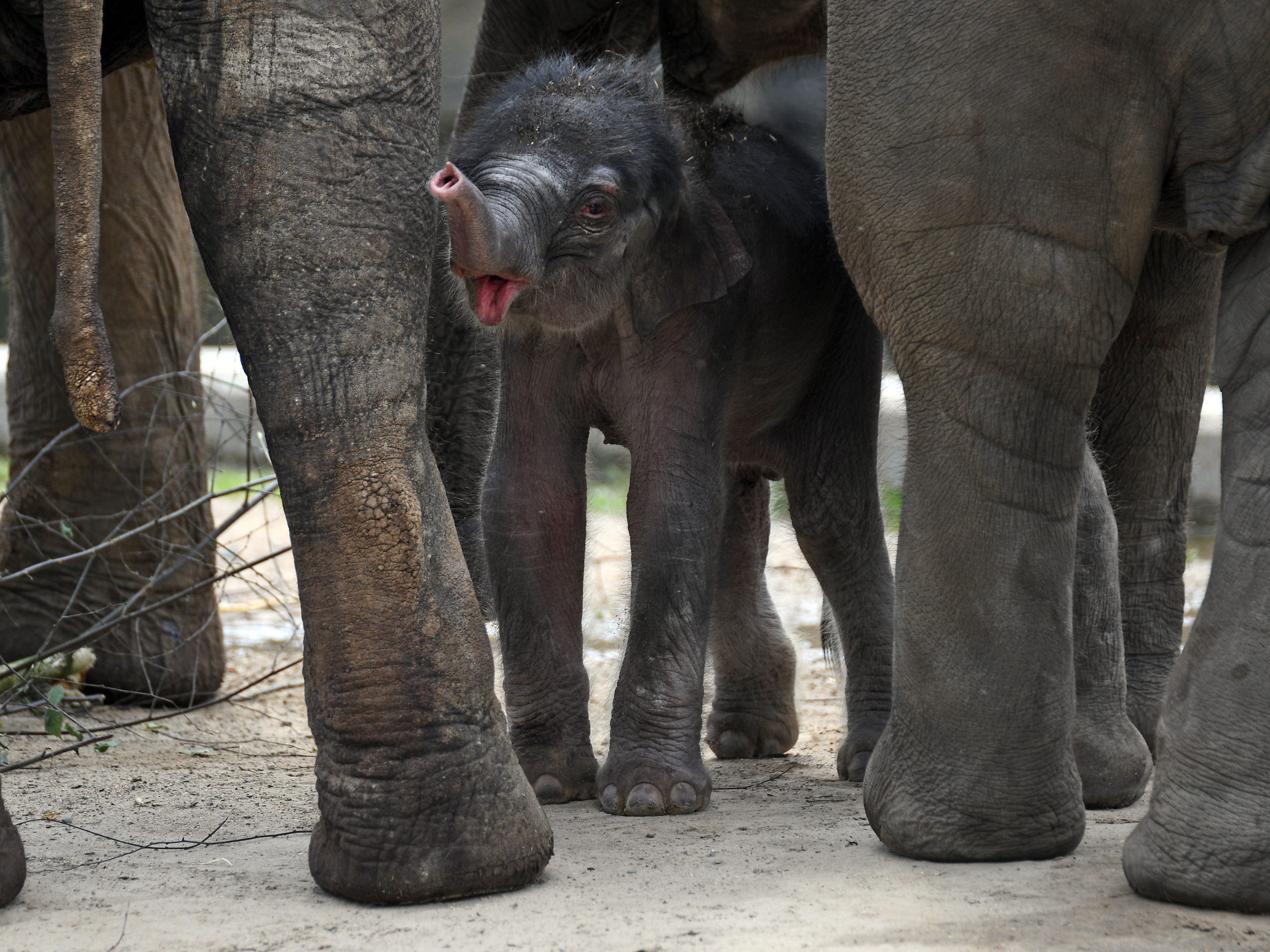 Eine Elefantendame brachte direkt vor den Augen der Safari-Touristen ihr Baby zur Welt.