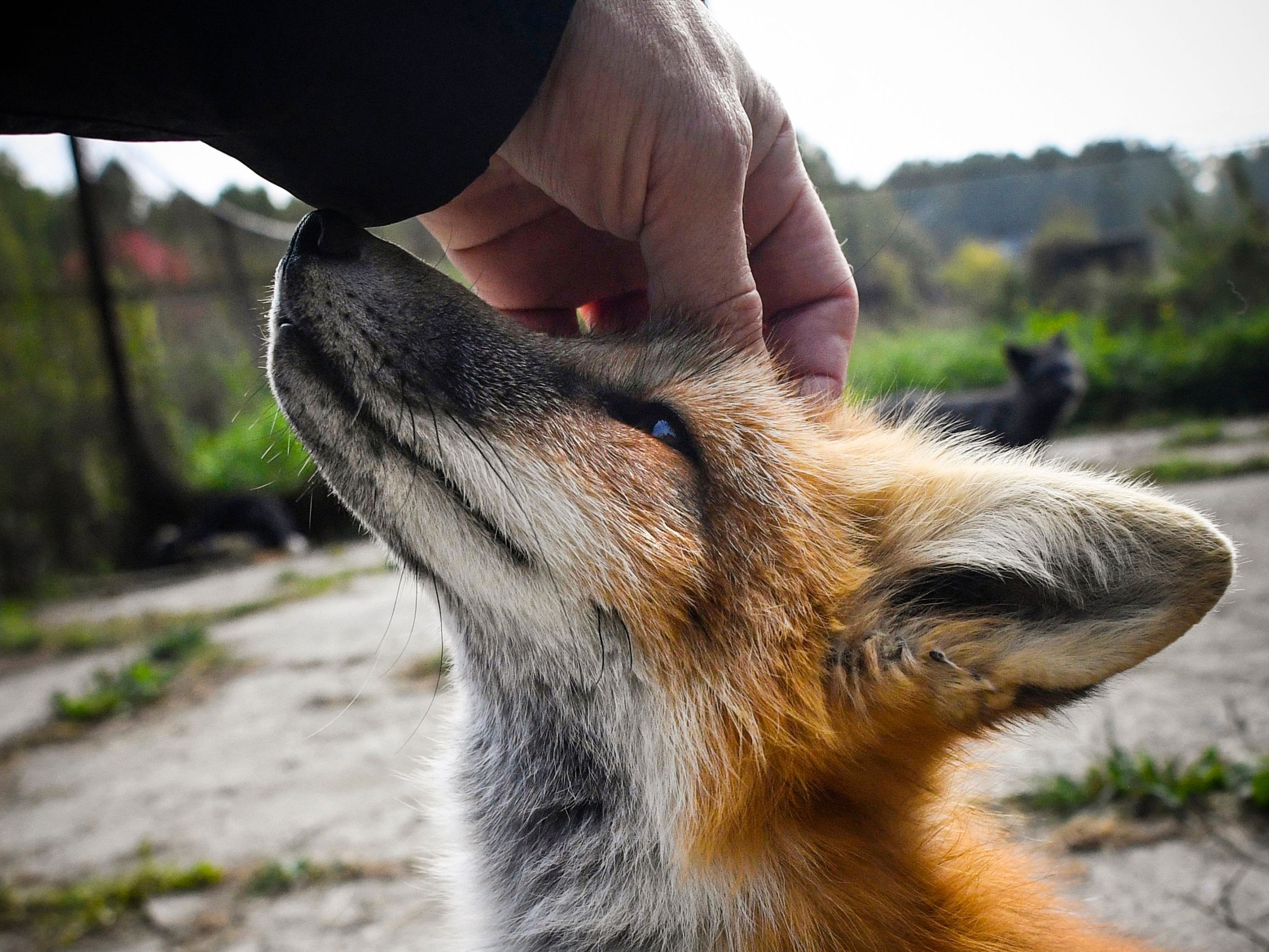 Der kleine Fuchs konnte von seinem Herrchen gerettet werden.