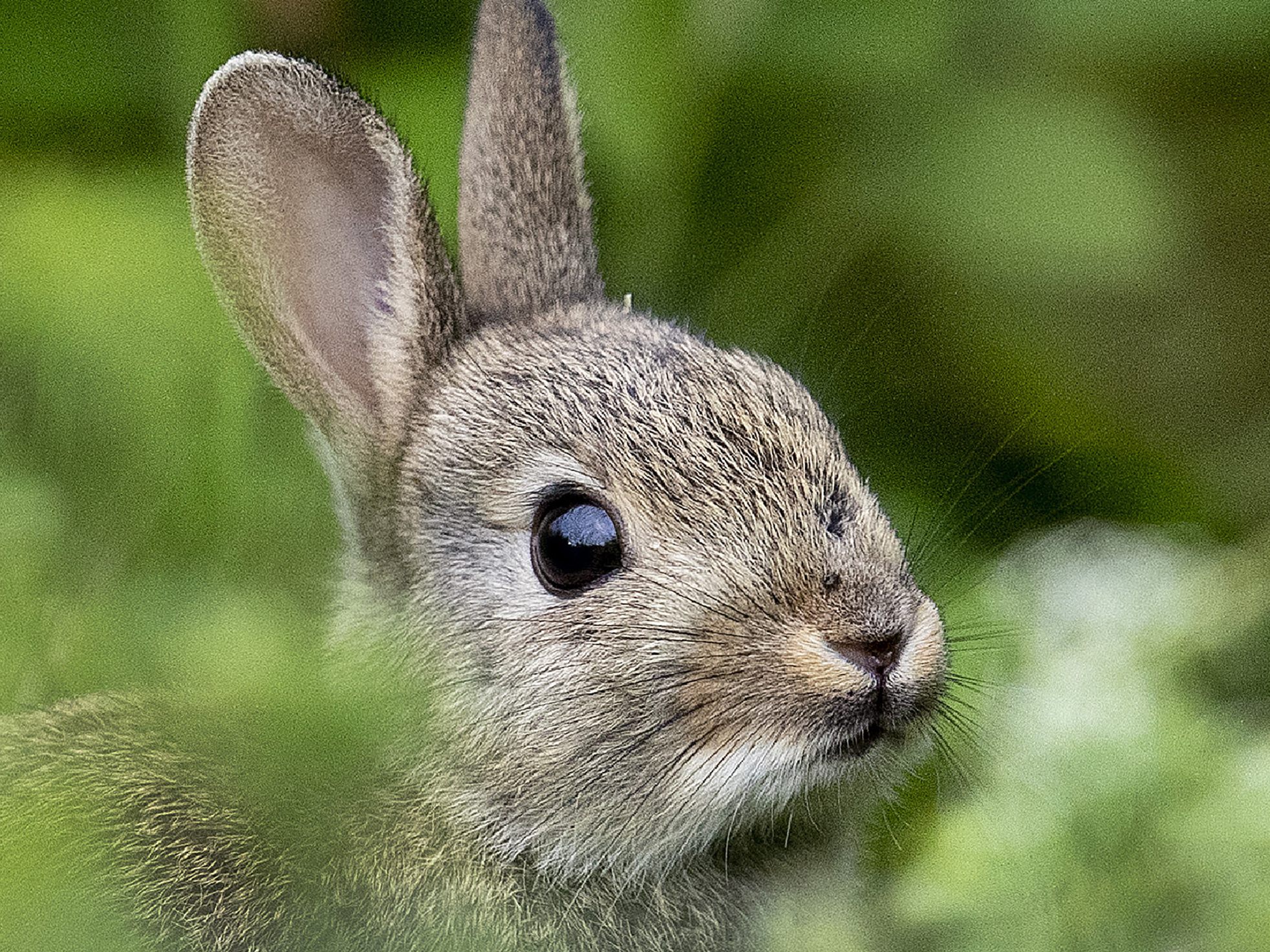 Normalerweise sieht man Kaninchen gerne beim Faulenzen oder Fressen - nicht aber dieser Hase.