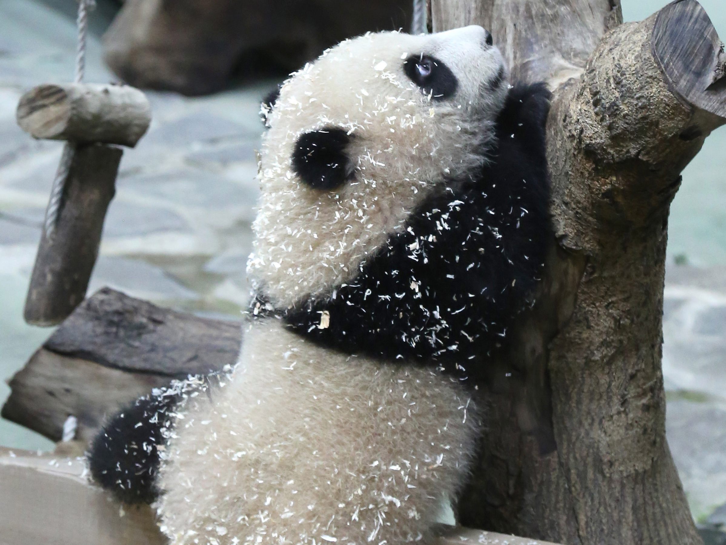 Dieses süße Panda-Baby erblickte bereits im Juni das Licht der Welt