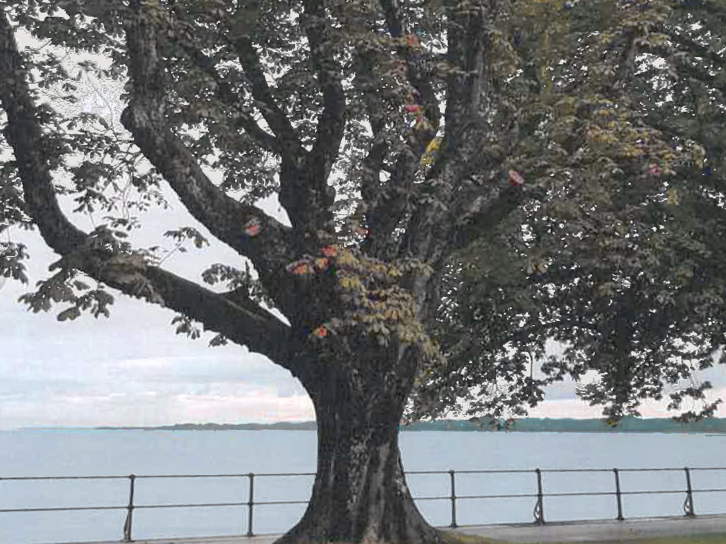 Rund 100 Jahre stand ein Rosskastanienbaum am Bodenseeufer in Bregenz - jetzt muss er gefällt werden.