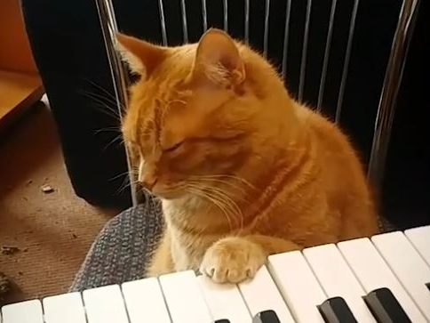 Diese Katze hat musikalisches Talent.
