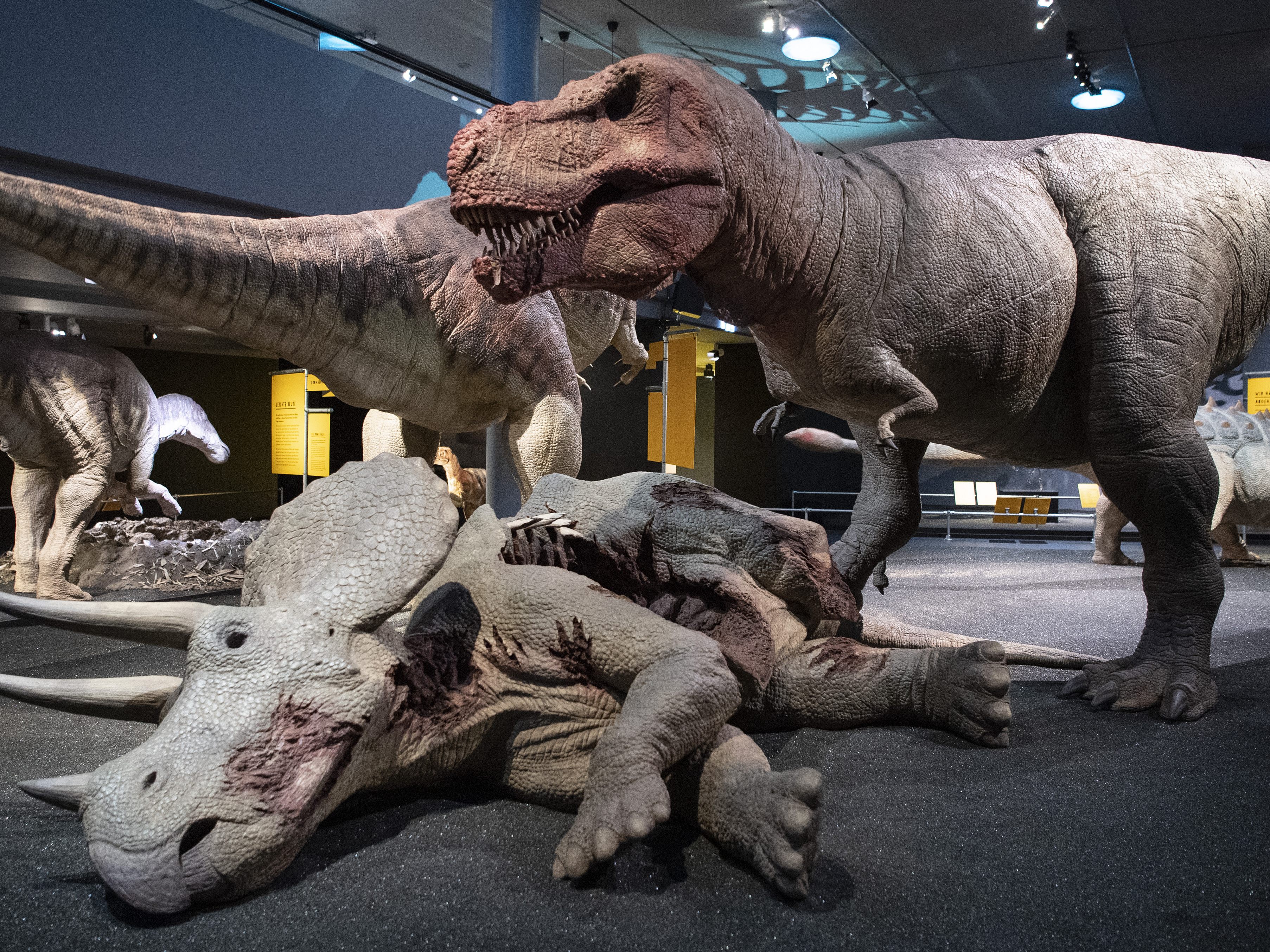 In Argentinien wurde ein Skelett des womöglich größten jemals gefundenen Dinosauriers entdeckt.