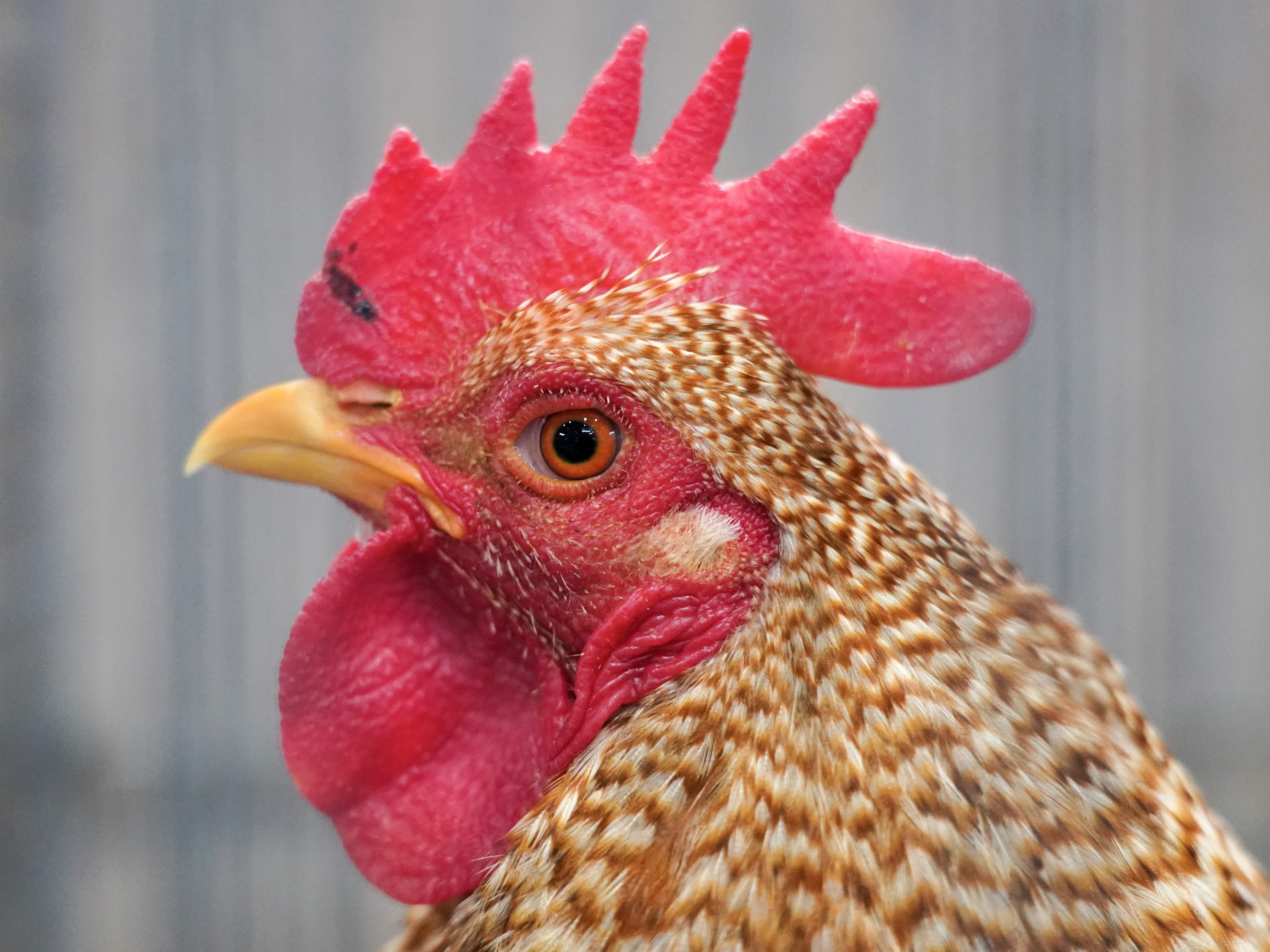 Viele Huhn-Besitzer sind mit ihren Tieren überfordert.
