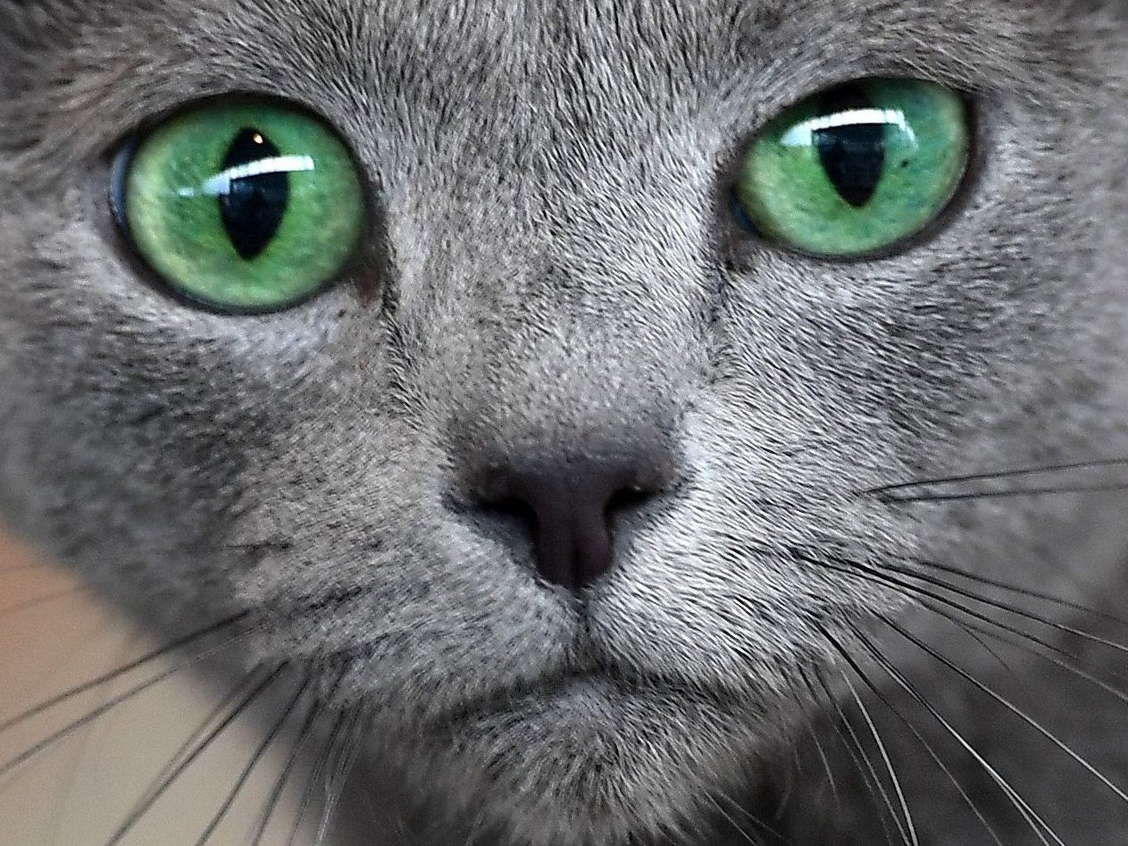 Jetzt begeistert auch eine sprechende Katze auf Social Media.