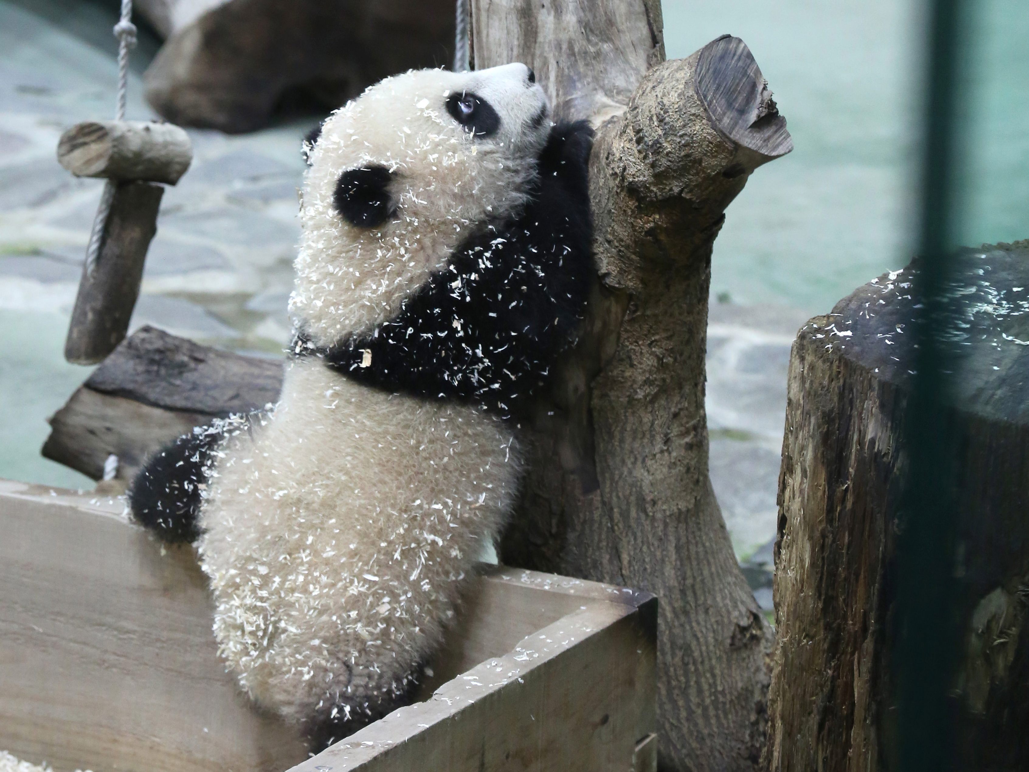Dieses süße Panda-Baby verzaubert Millionen von Menschen auf Social Media.
