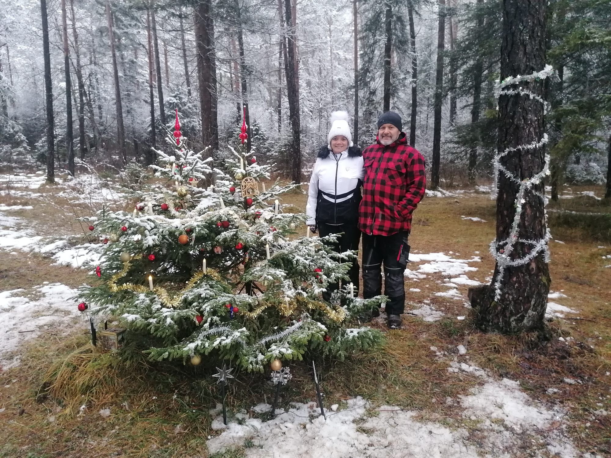 Weihnachtsbaum im Wald