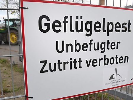 Sieben Arbeiter in Mastbetrieb im Süden Russlands haben sich angesteckt. Sieben Arbeiter in Mastbetrieb im Süden Russlands haben sich angesteckt.