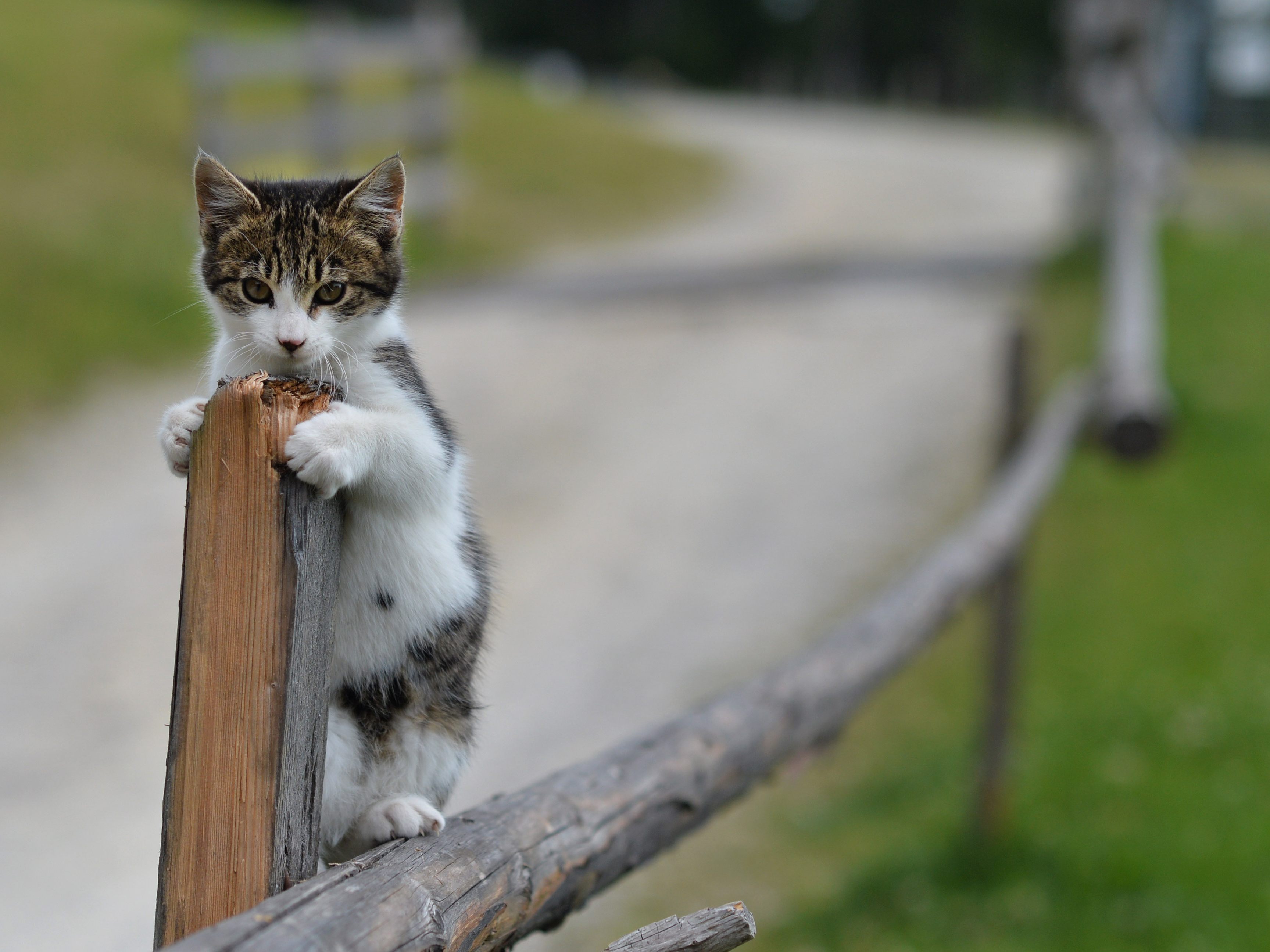 Eine Katze in Bregenz hat sich mit dem Coronavirus angesteckt.