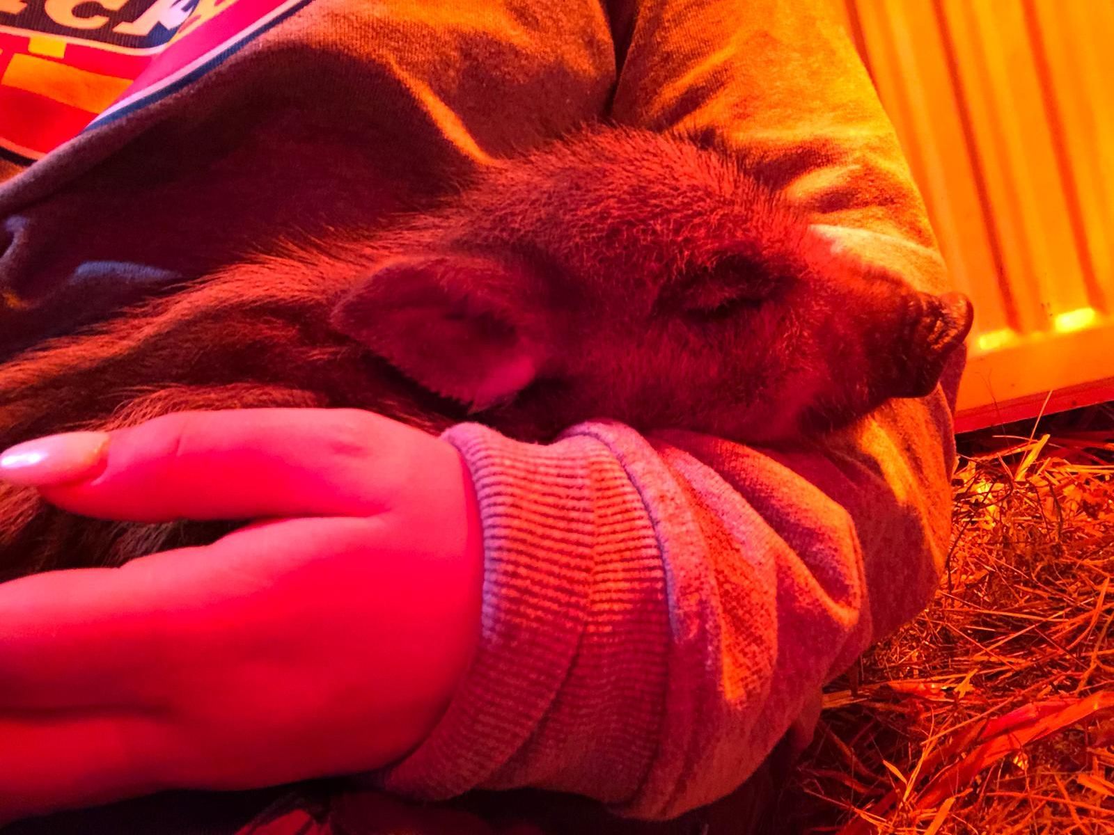 Babykeiler "Albert" wurde von Finderin ins Tierschutzhaus Vösendorf gebracht.