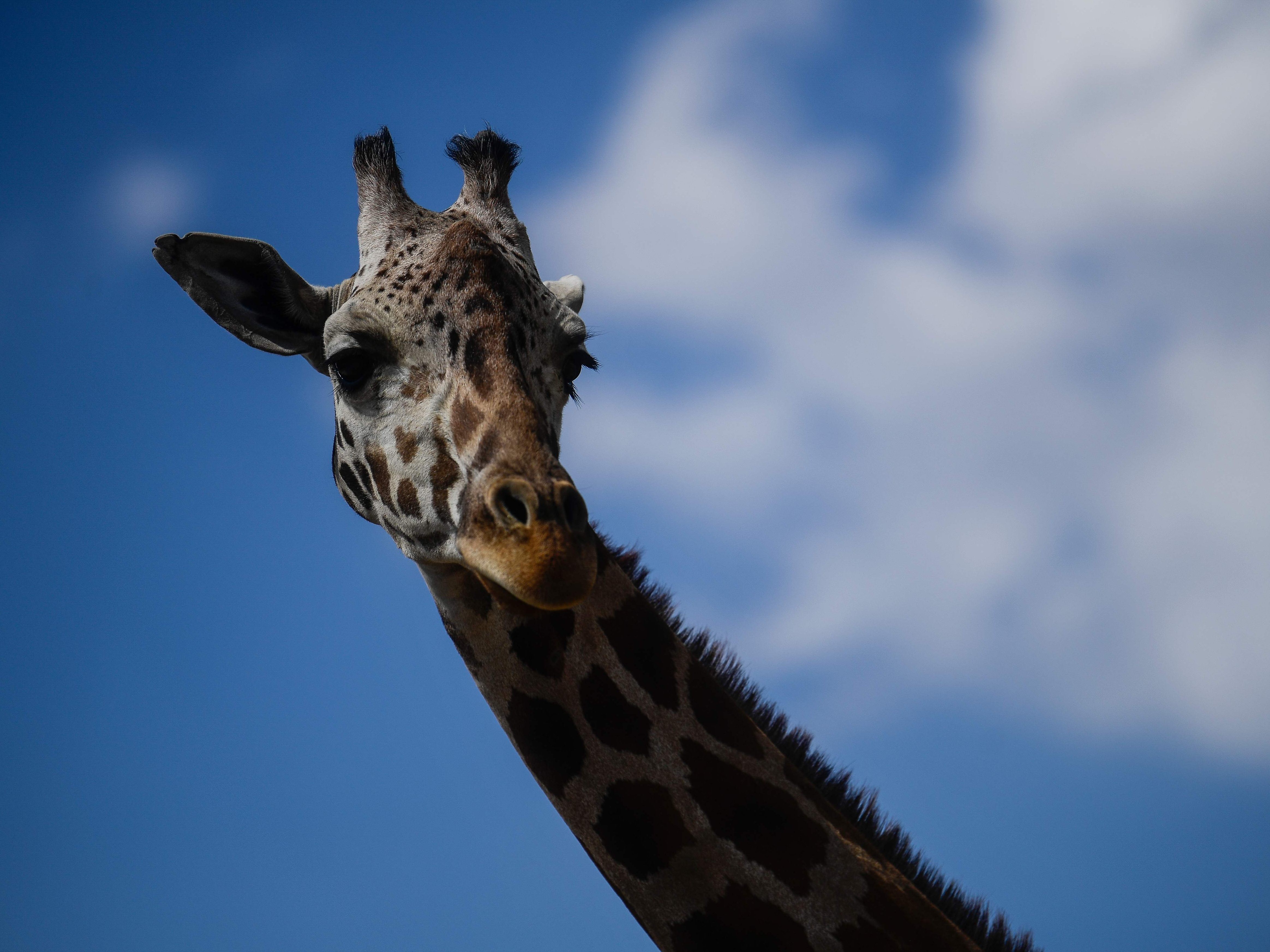 Tierschützer haben die Tiere in Sicherheit gebracht.