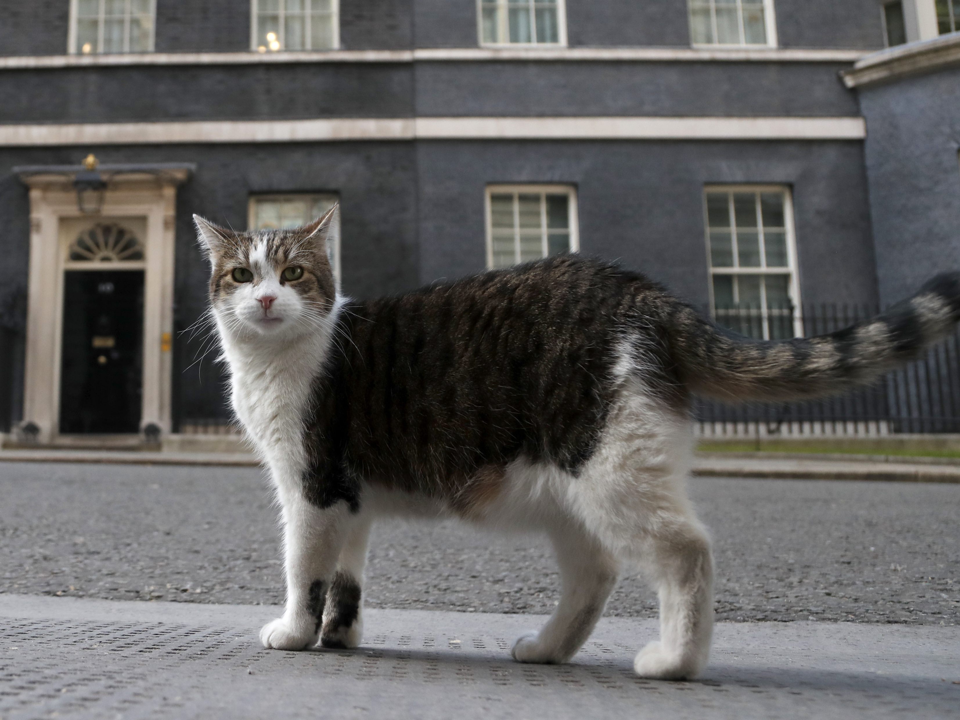 Kater Larry hat den britischen Regierungssitz 10 Downing Street fest eingenommen, und ebenso die Herzen der Briten.