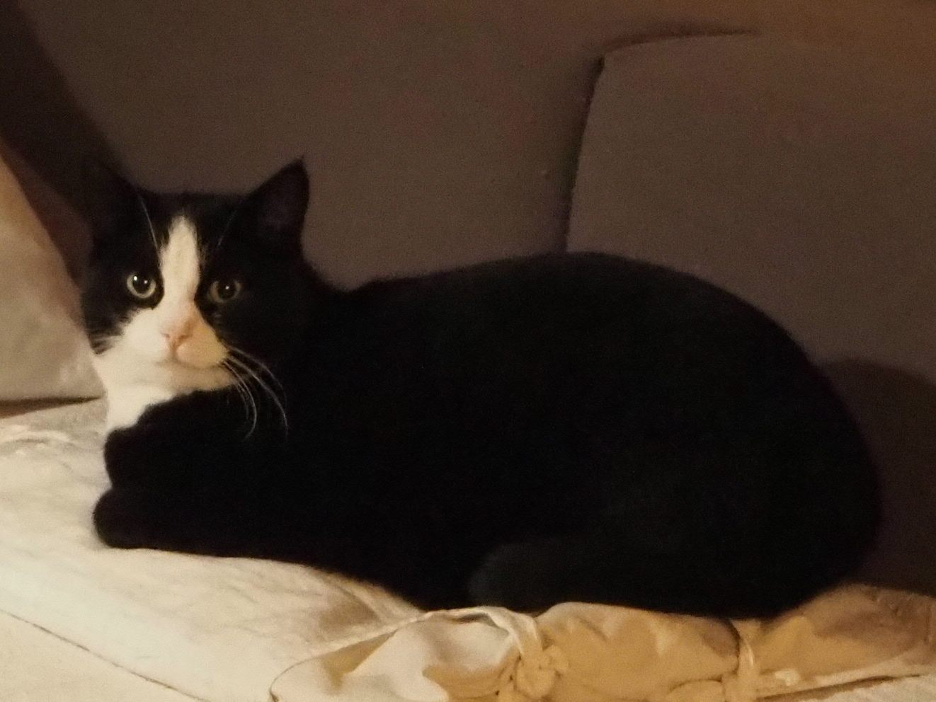 Mogli