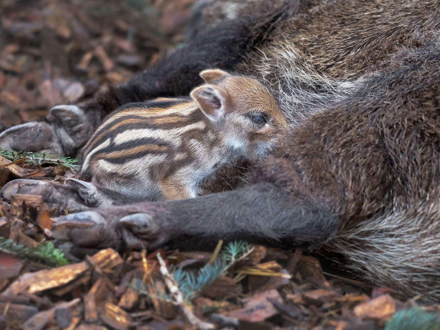 Am Sonntag gab der Wildpark bekannt, dass der erste Nachwuchs zur Welt kam Am Sonntag gab der Wildpark bekannt, dass der erste Nachwuchs zur Welt kam