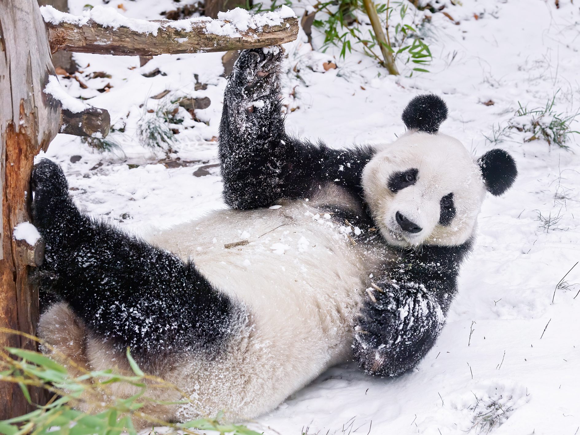 Sichtlich Freude am Schnee hat so mancher der Bewohner im Tiergarten Schönbrunn