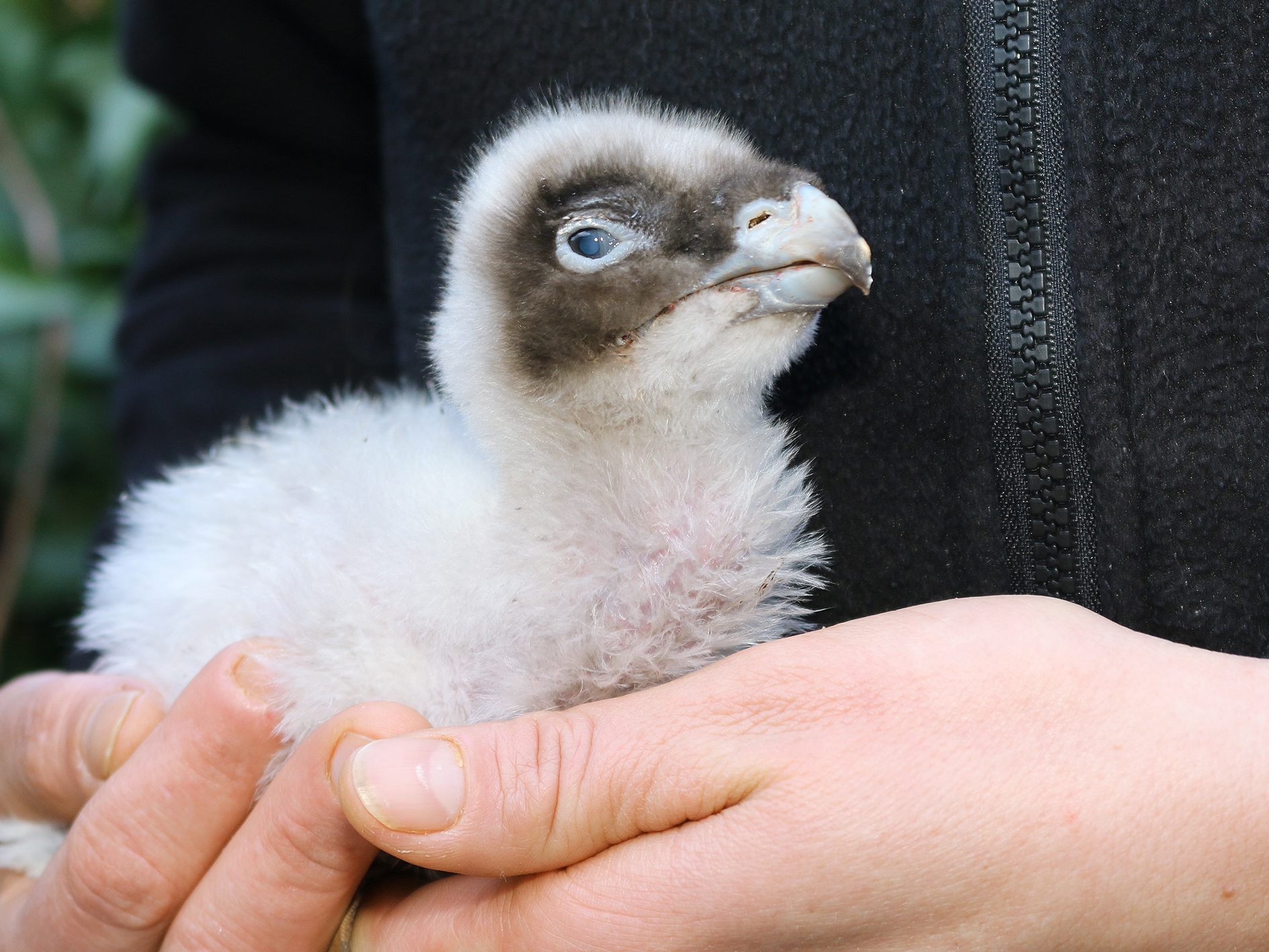 Das kleine Küken wurde von den Bartgeiern im Wiener Tiergarten Schönbrunn adoptiert.