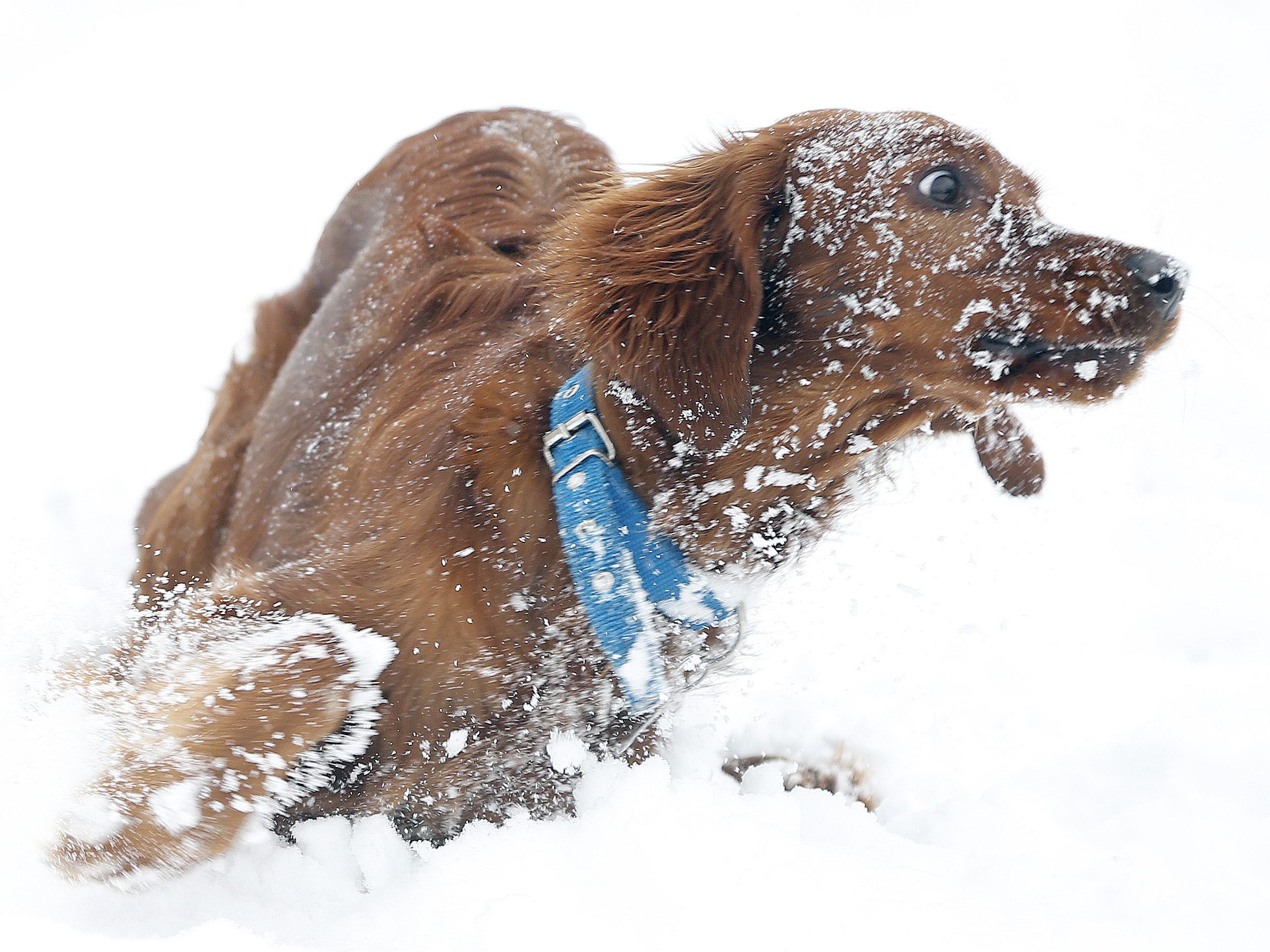 Lockerungen für Hundeschulen