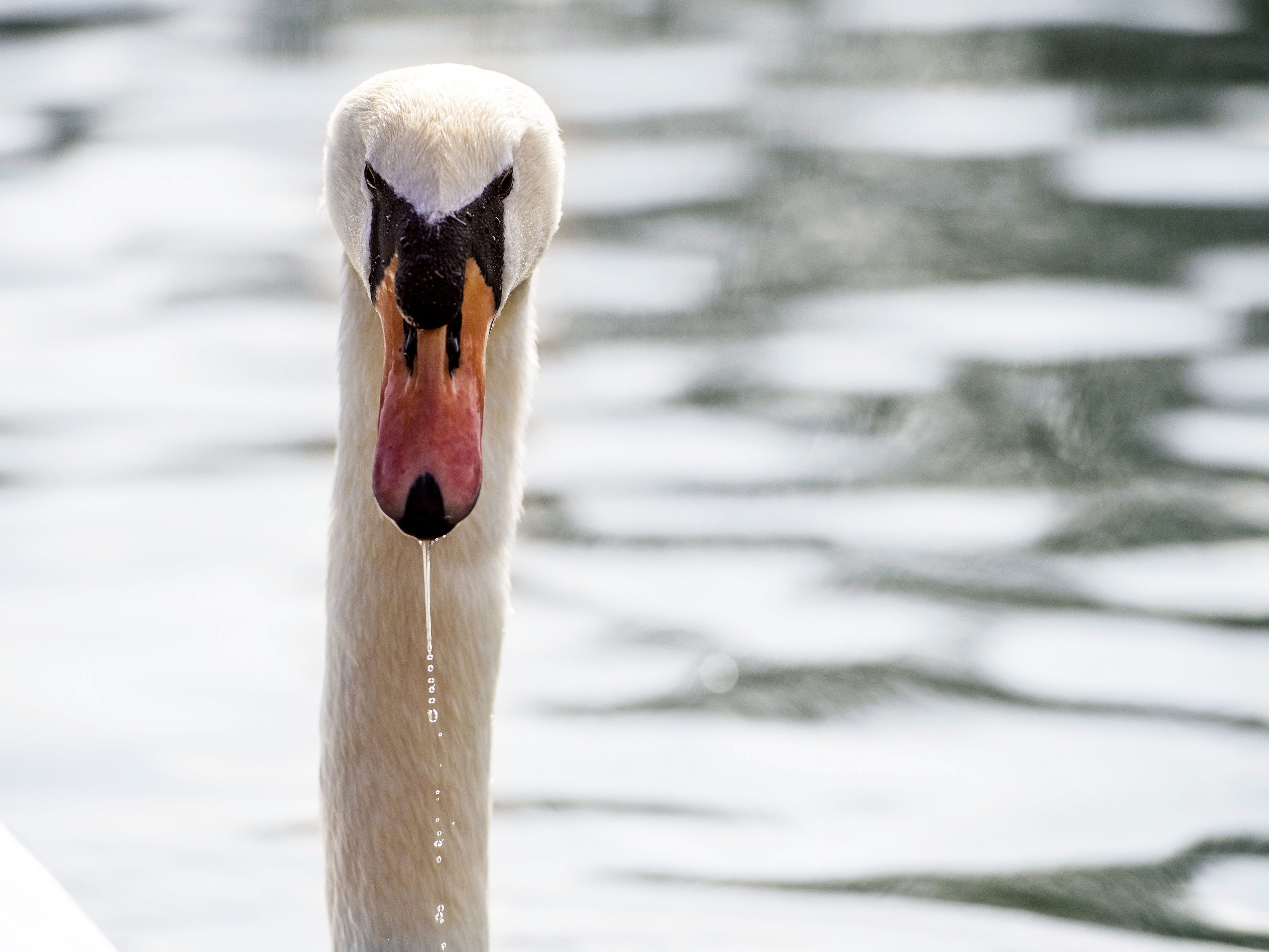 Ein Schwan terrorisiert seit knapp fünf Jahren eine Nachbarschaft in England.