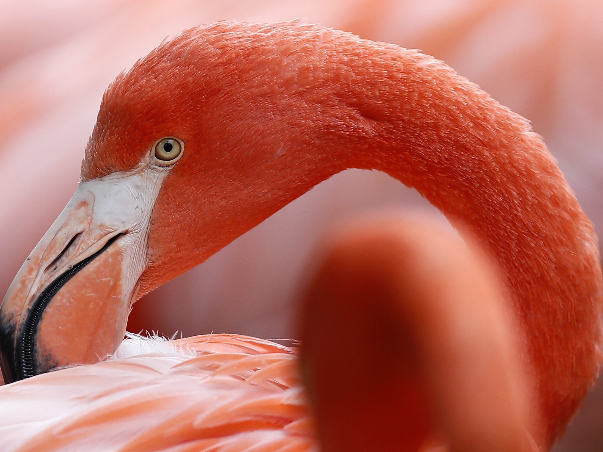 Unbekannte stehlen Flamingo aus deutschem Tierpark.