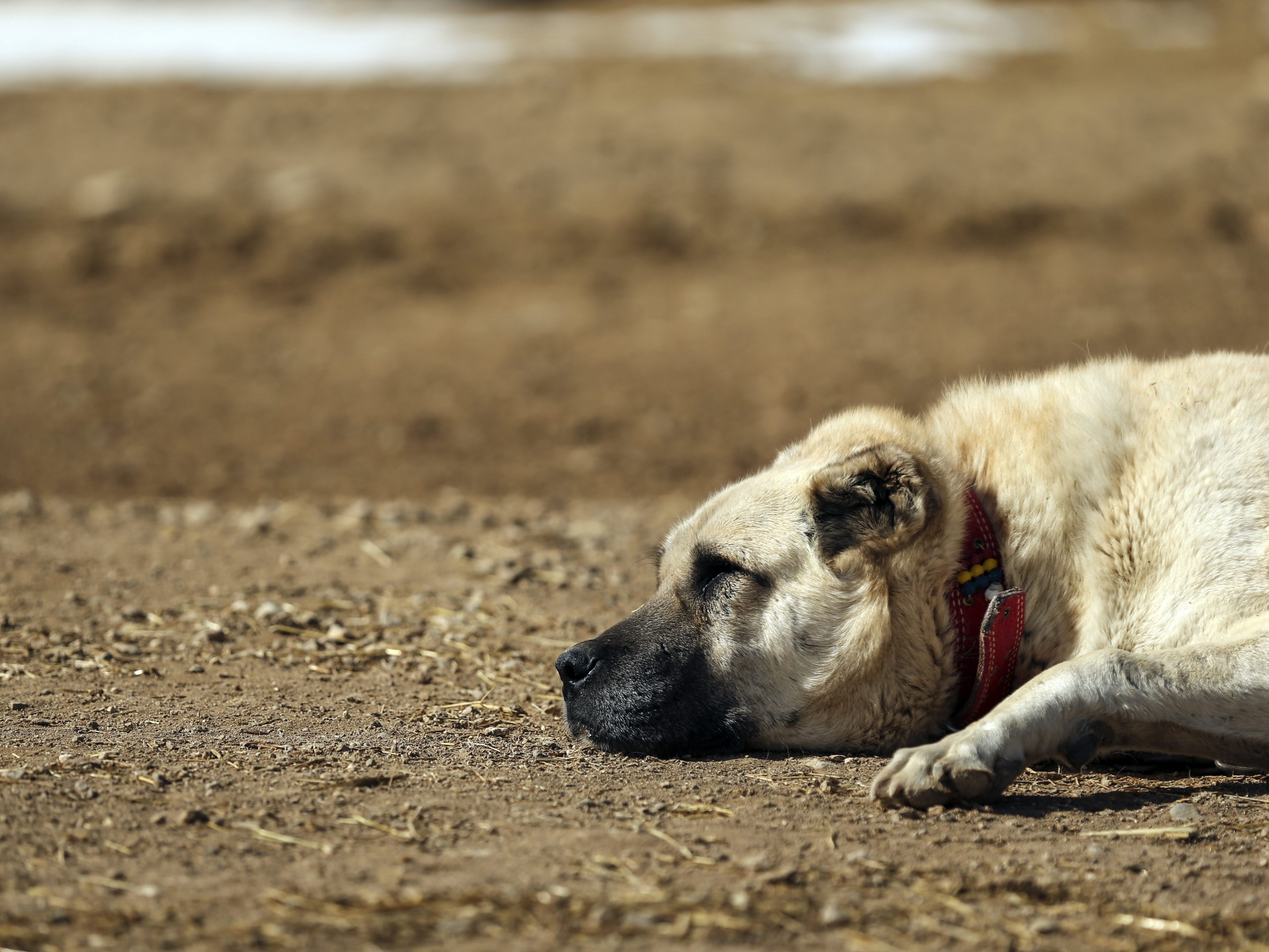 Das war knapp: Ein Hund irrte auf der Autobahn herum und wurde in letzter Sekunde gerettet.