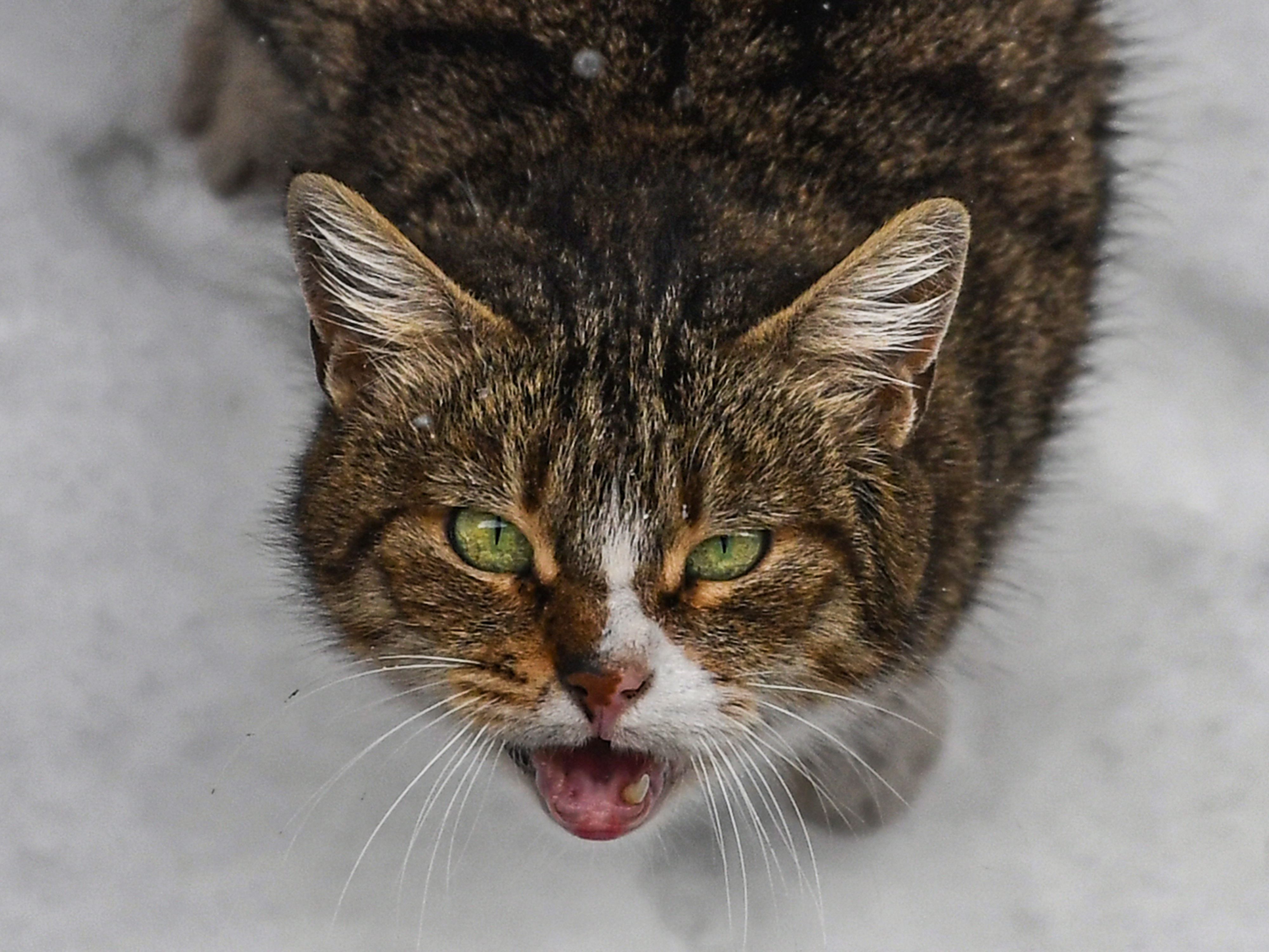 Eine Katze sorgte bei seinem Besitzer in London für eine Überraschung.