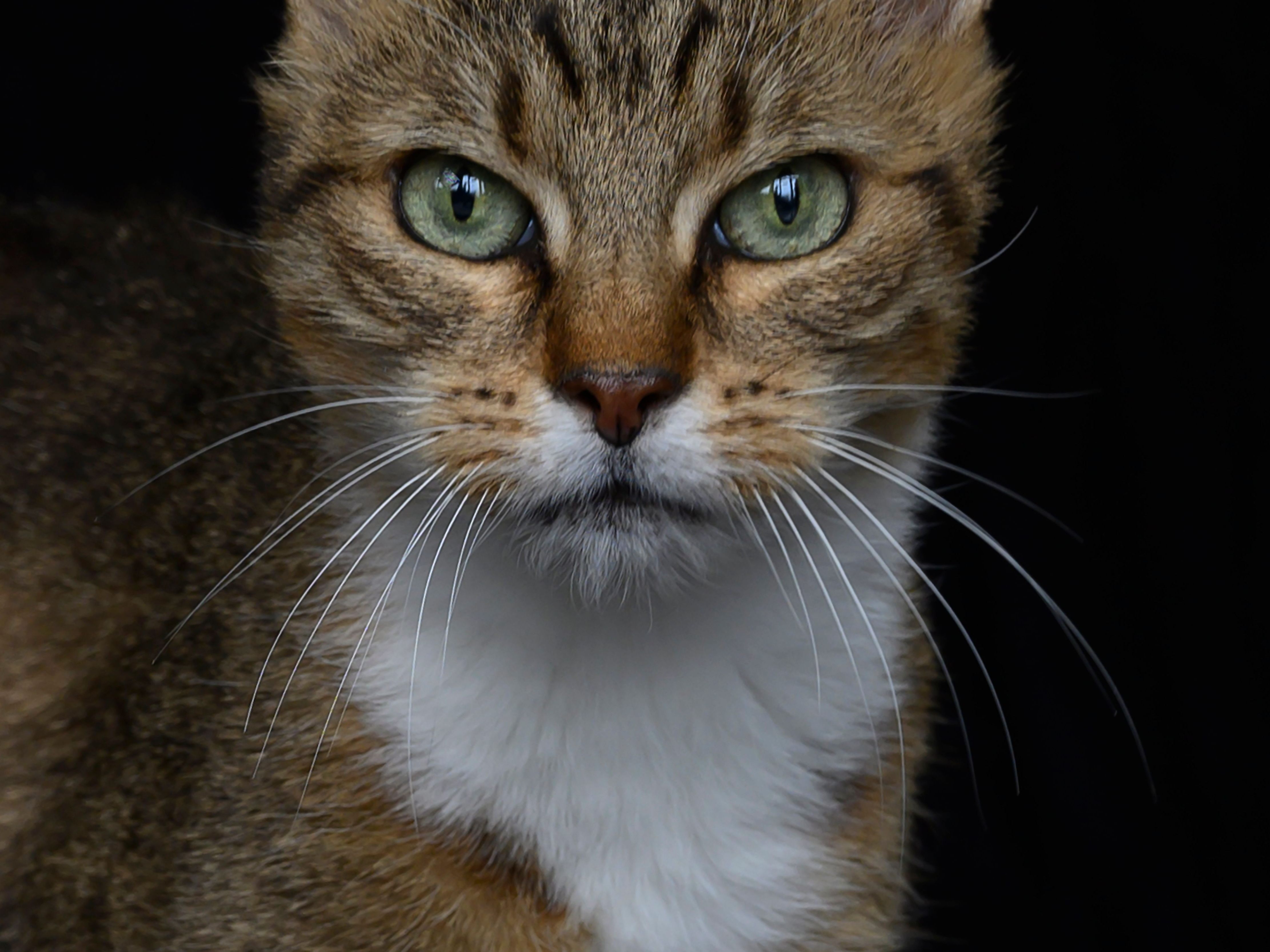 Diese Katze wird gar nicht gerne im "Katzen-Spa" gestört.