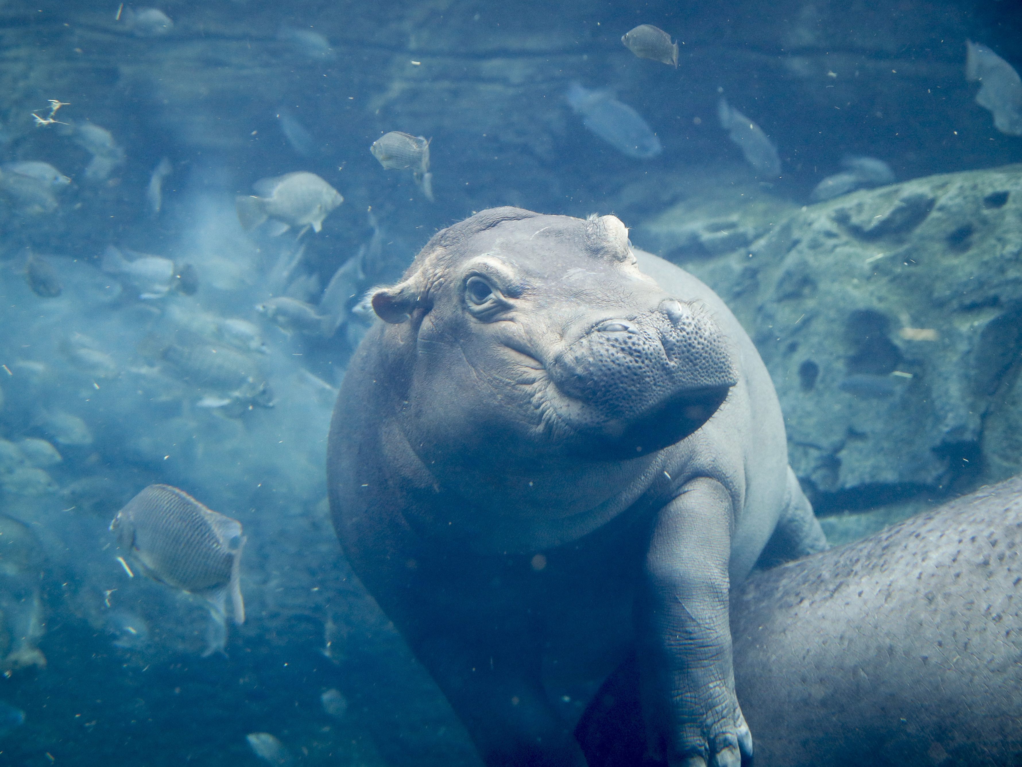 Das süße Nilpferd-Baby Fiona zieht alle Blicke auf sich.
