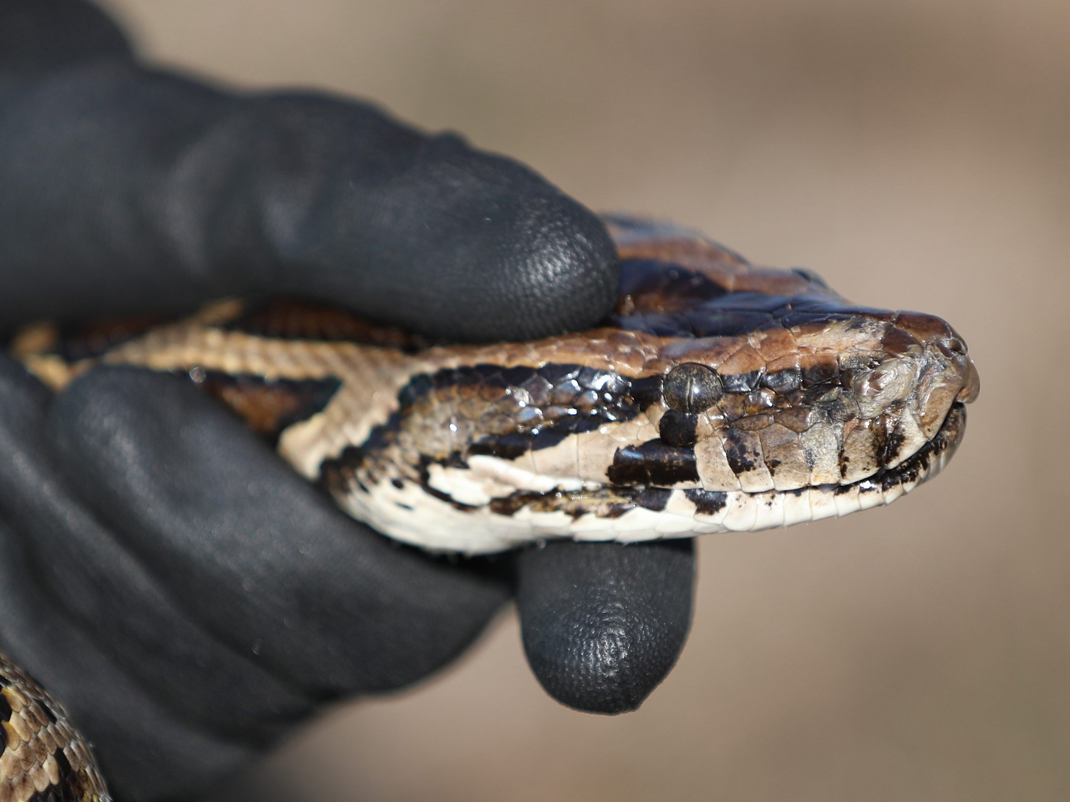 Ein ungebetener Gast, den man ganz sicher nicht in seiner Toilette finden will - eine Python.