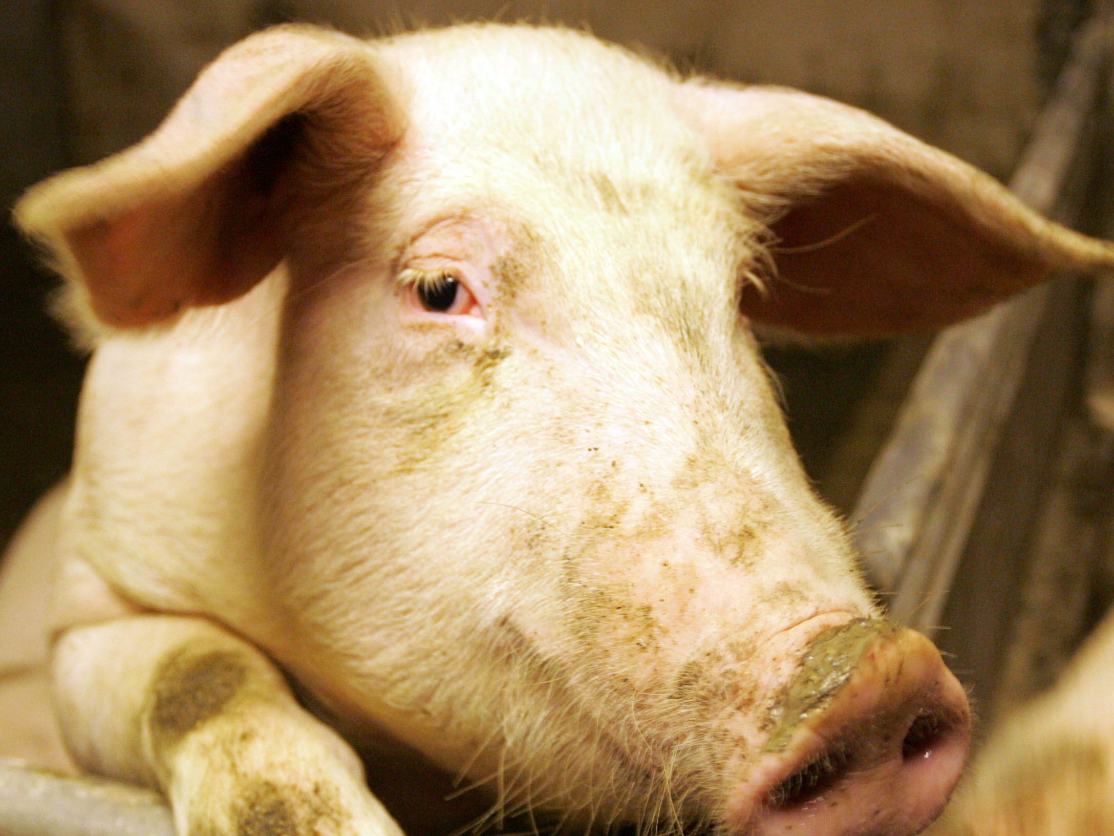 Das Schwein bringt 127 Kilogramm auf die Waage.