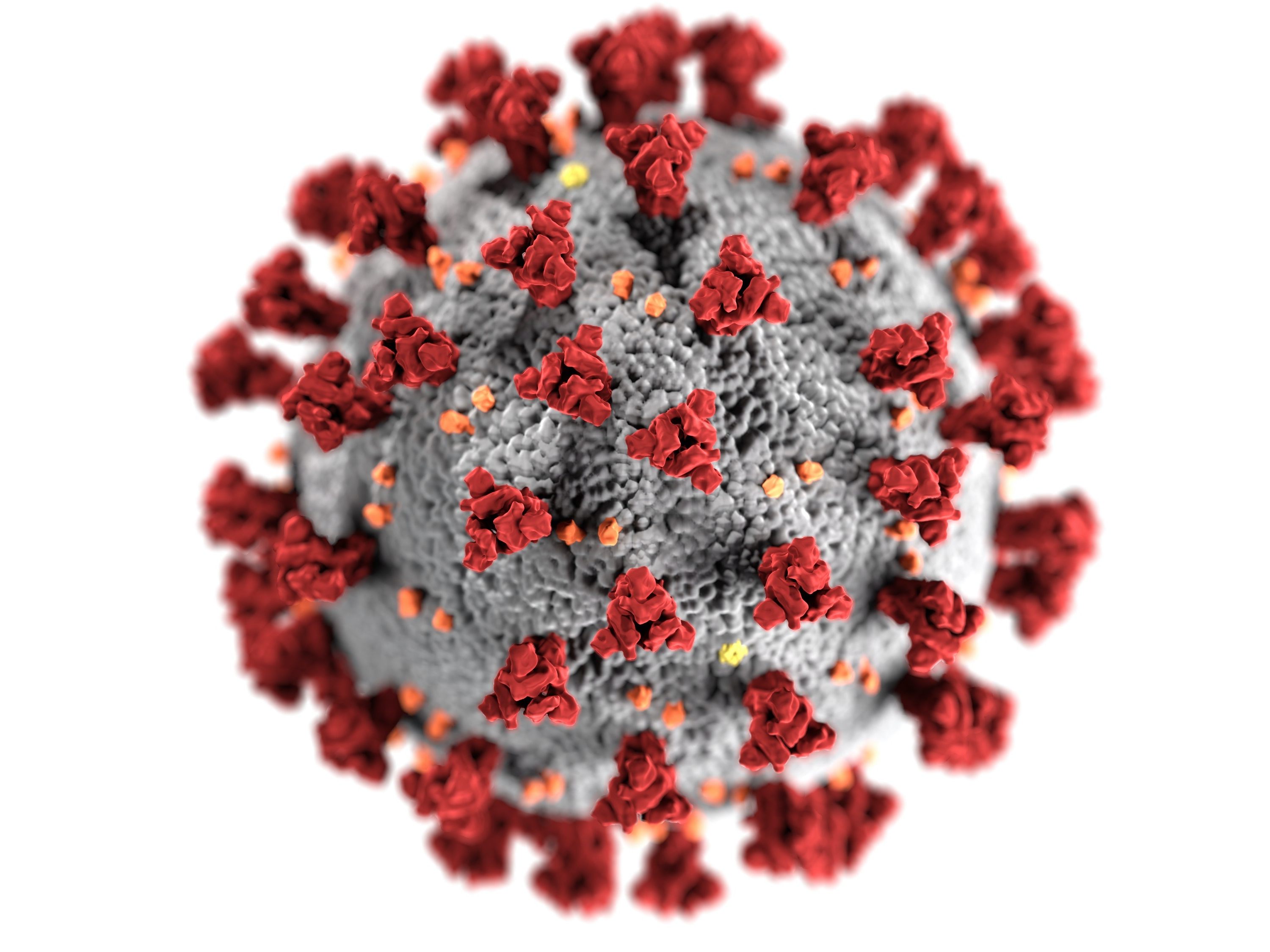 Corona Virus