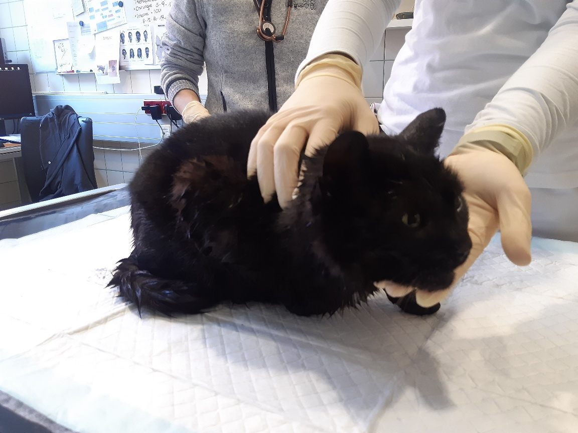 Nun wird nach dem Besitzer der schwer verletzten Katze gesucht. Nun wird nach dem Besitzer der schwer verletzten Katze gesucht.