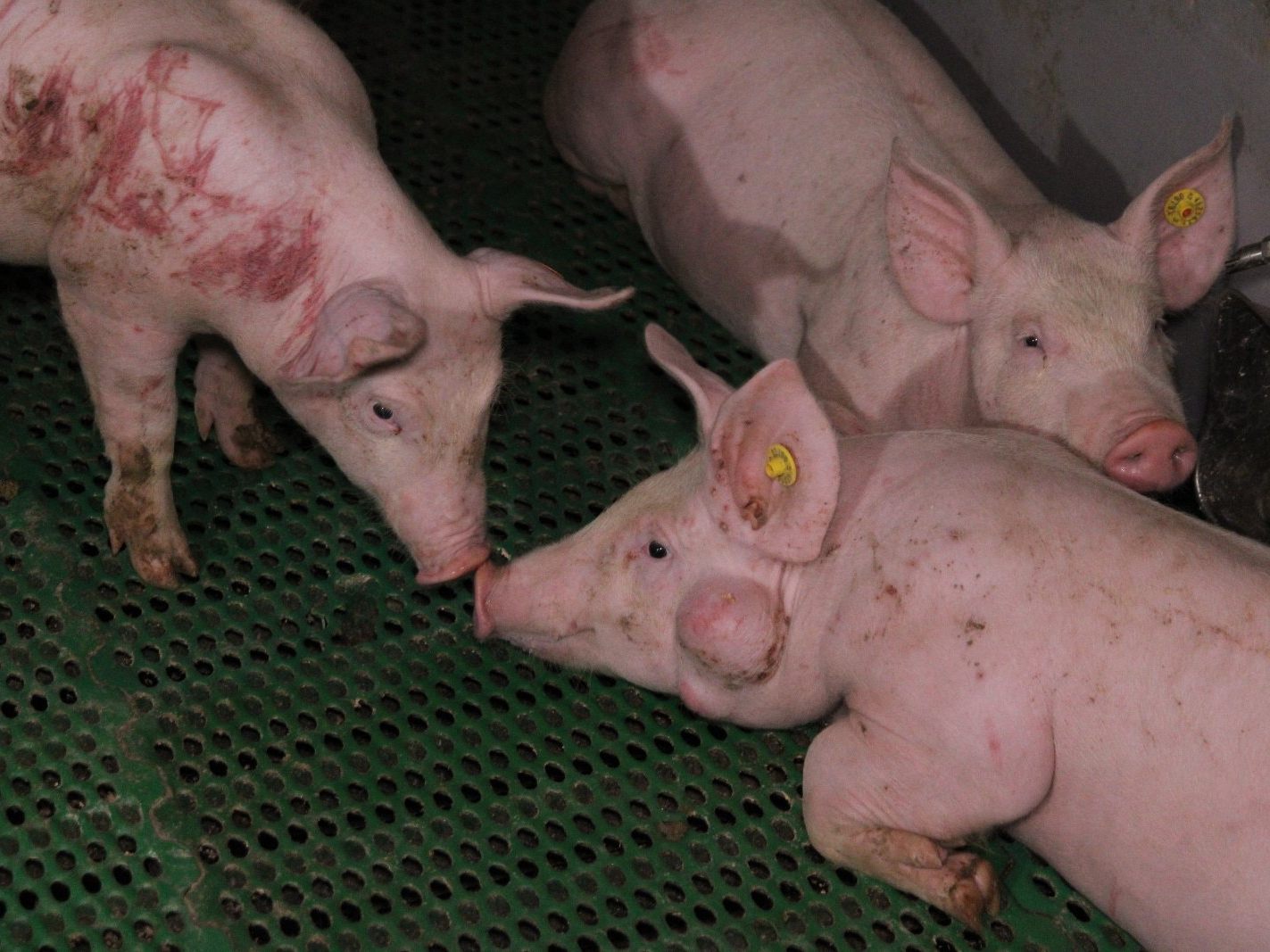 Auch im Vormastbereich finden sich viele verletzte Tiere. Auch im Vormastbereich finden sich viele verletzte Tiere.