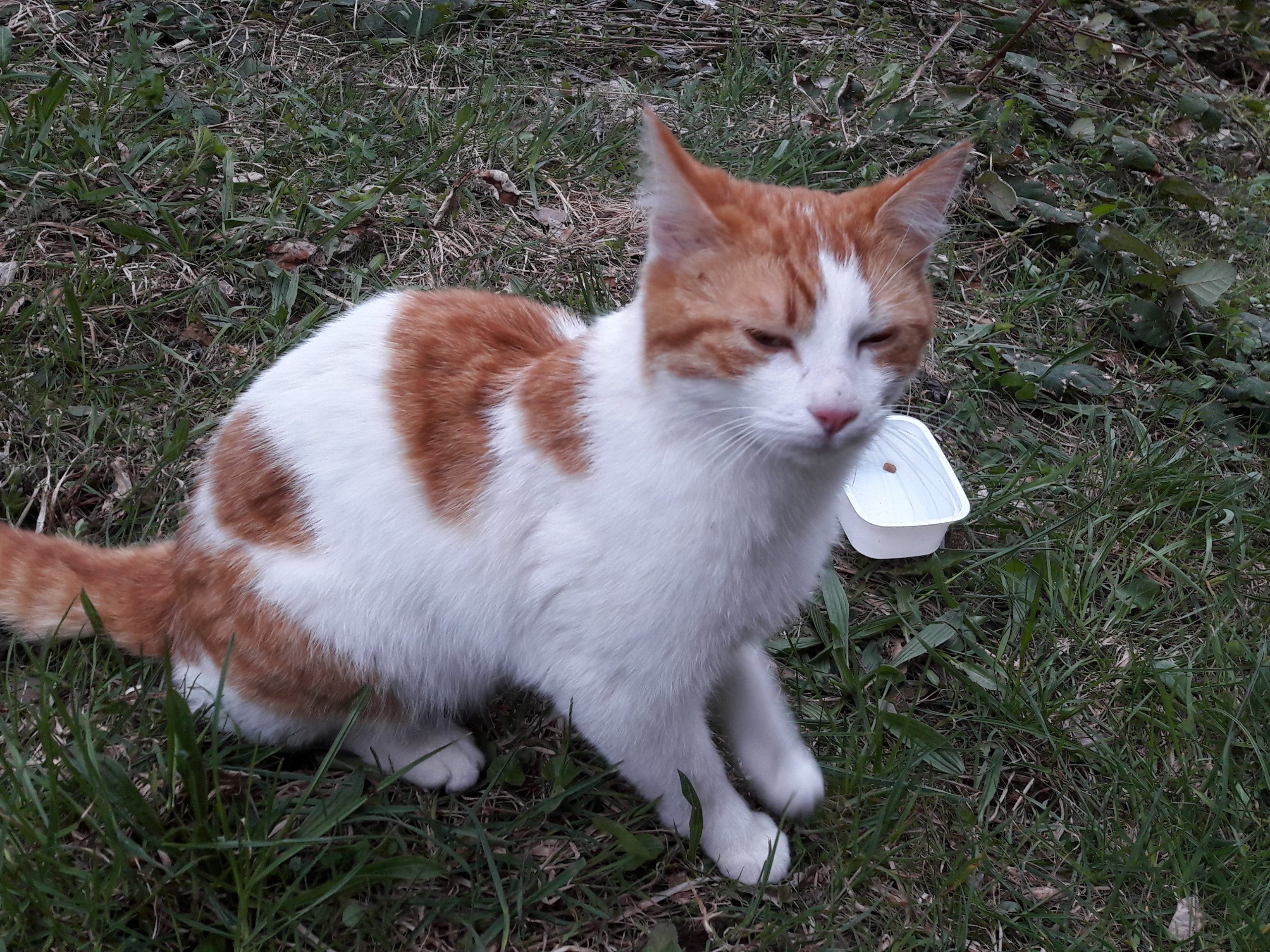 Katze zugelaufen