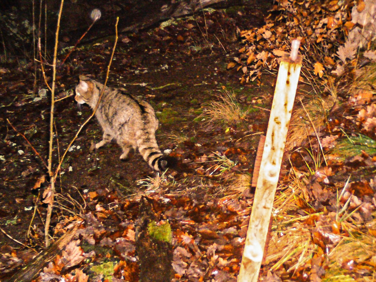 Es konnten erneut Wildkatzen entdeckt werden. Es konnten erneut Wildkatzen entdeckt werden.