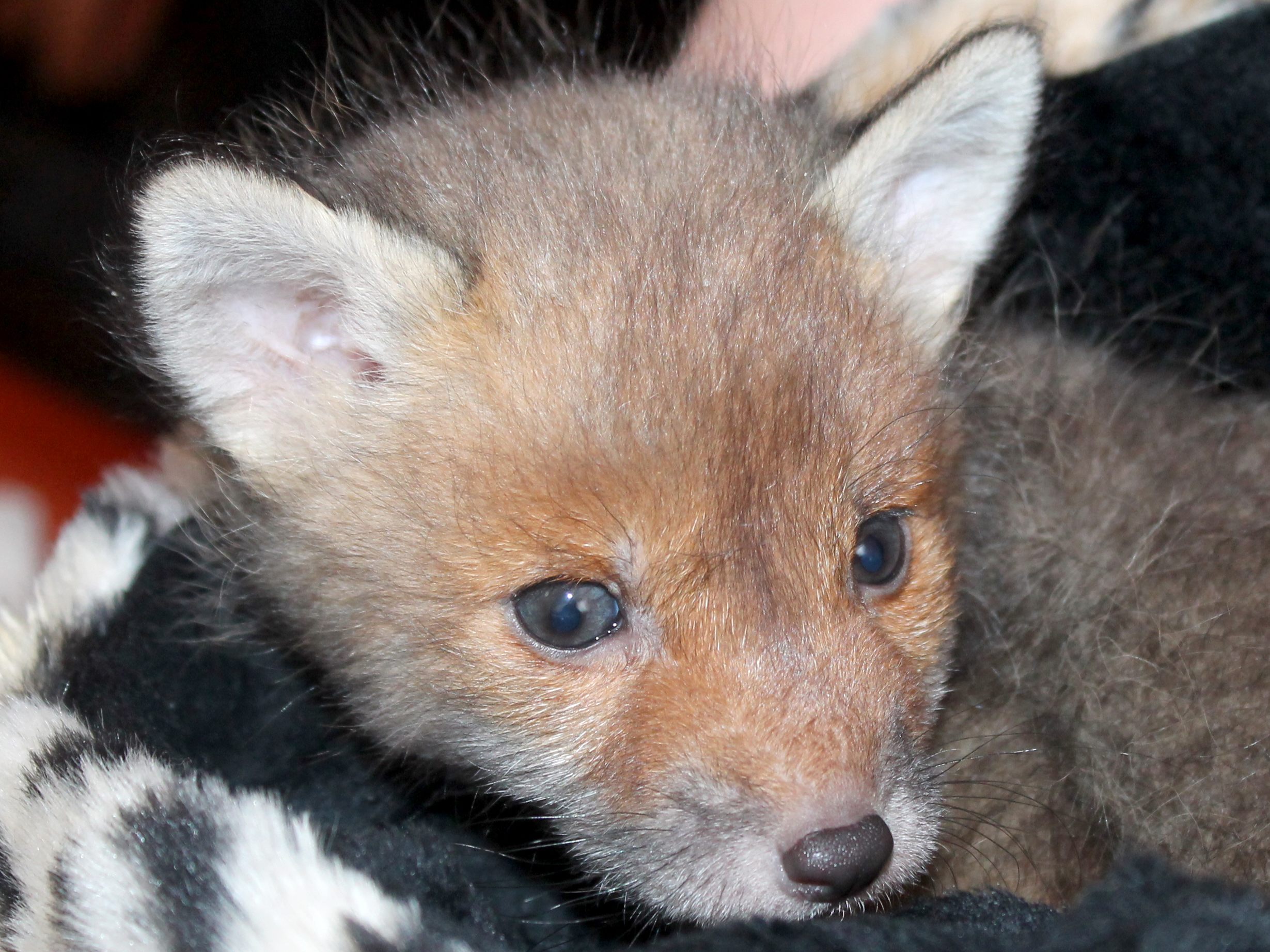 Das Fuchsbaby fand bei Hemstock ein neues Zuhause.