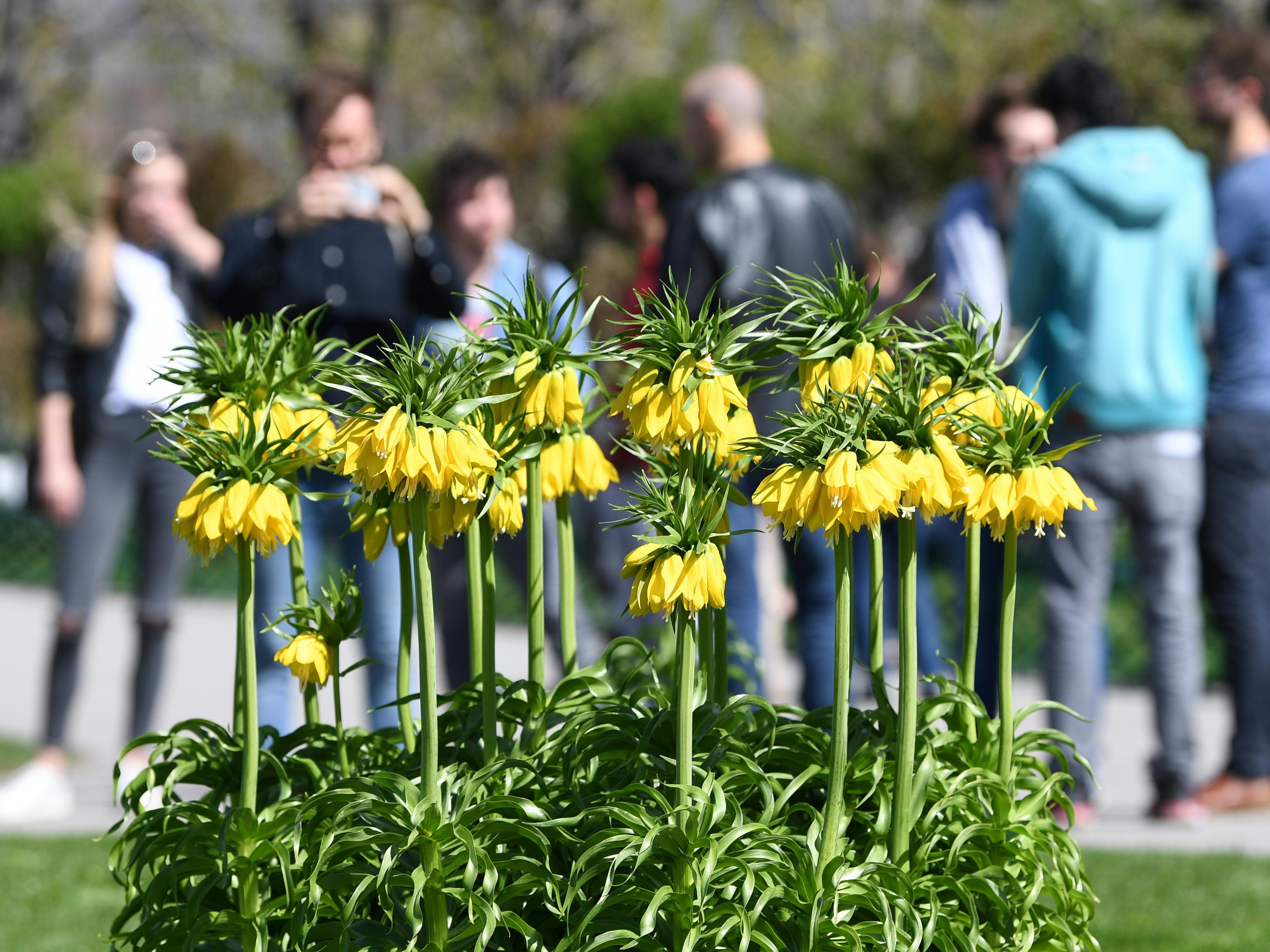 Eine Kaltfront stört am Sonntag das frühlingshafte Wetter. Eine Kaltfront stört am Sonntag das frühlingshafte Wetter.