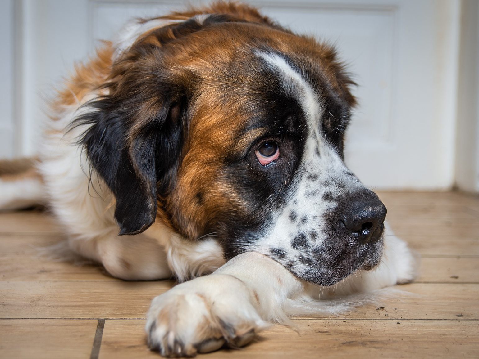 "Hercules" ist als Bernhardiner ein richtiger Brocken von einem Hund. (Symbolbild)