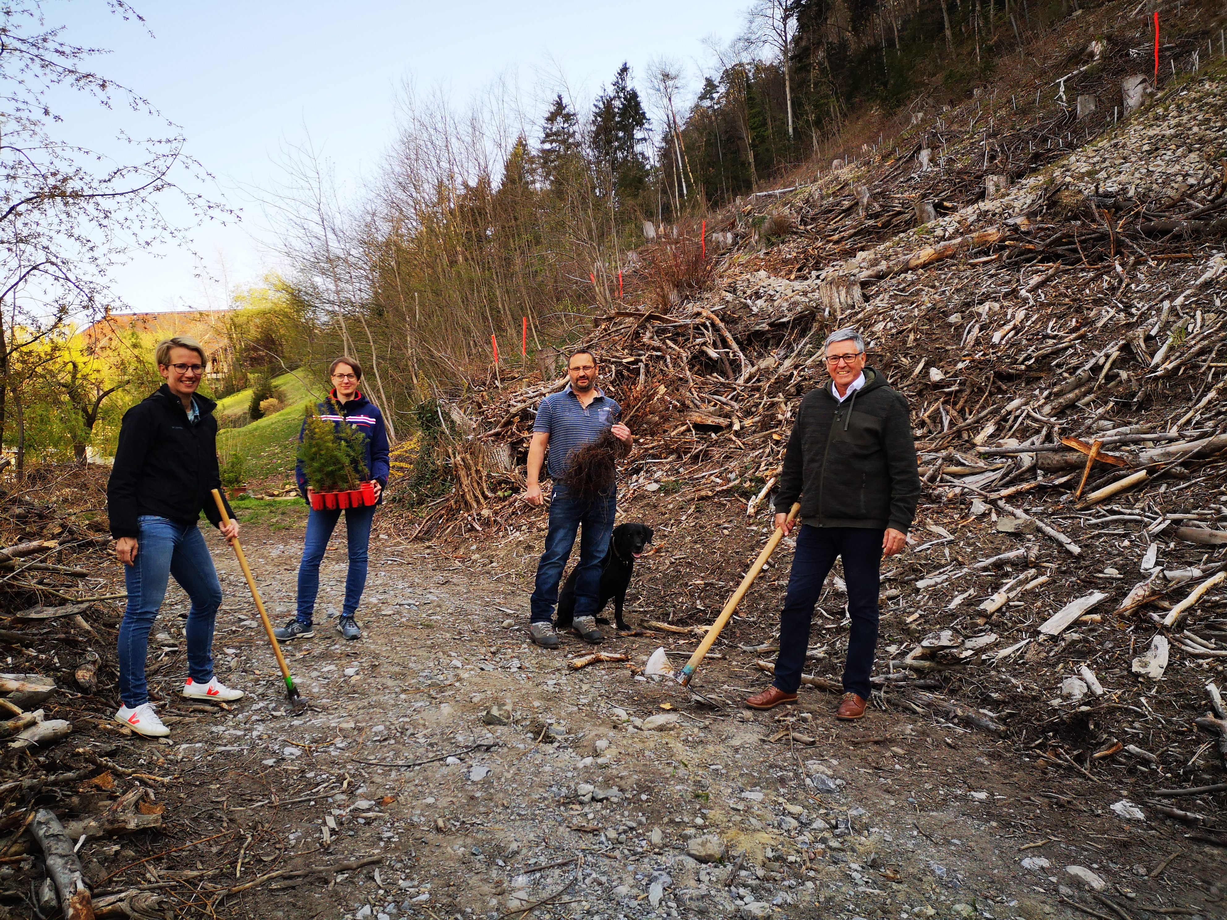 v.l.n.r.: Christina Connert und Karoline Schirmer (Umwelt, Energie, Klimaschutz), Elmar Nöckl (Forst, Landwirtschaft) und Bürgermeister Wolfgang Matt pflanzten vergangene Woche im Stellawald, der im Winter viel Schneebruch hinnehmen musste, standortgerechte Bäume, die den zukünftigen Klimaverhältnissen angepasst sind v.l.n.r.: Christina Connert und Karoline Schirmer (Umwelt, Energie, Klimaschutz), Elmar Nöckl (Forst, Landwirtschaft) und Bürgermeister Wolfgang Matt pflanzten vergangene Woche im Stellawald, der im Winter viel Schneebruch hinnehmen musste, standortgerechte Bäume, die den zukünftigen Klimaverhältnissen angepasst sind