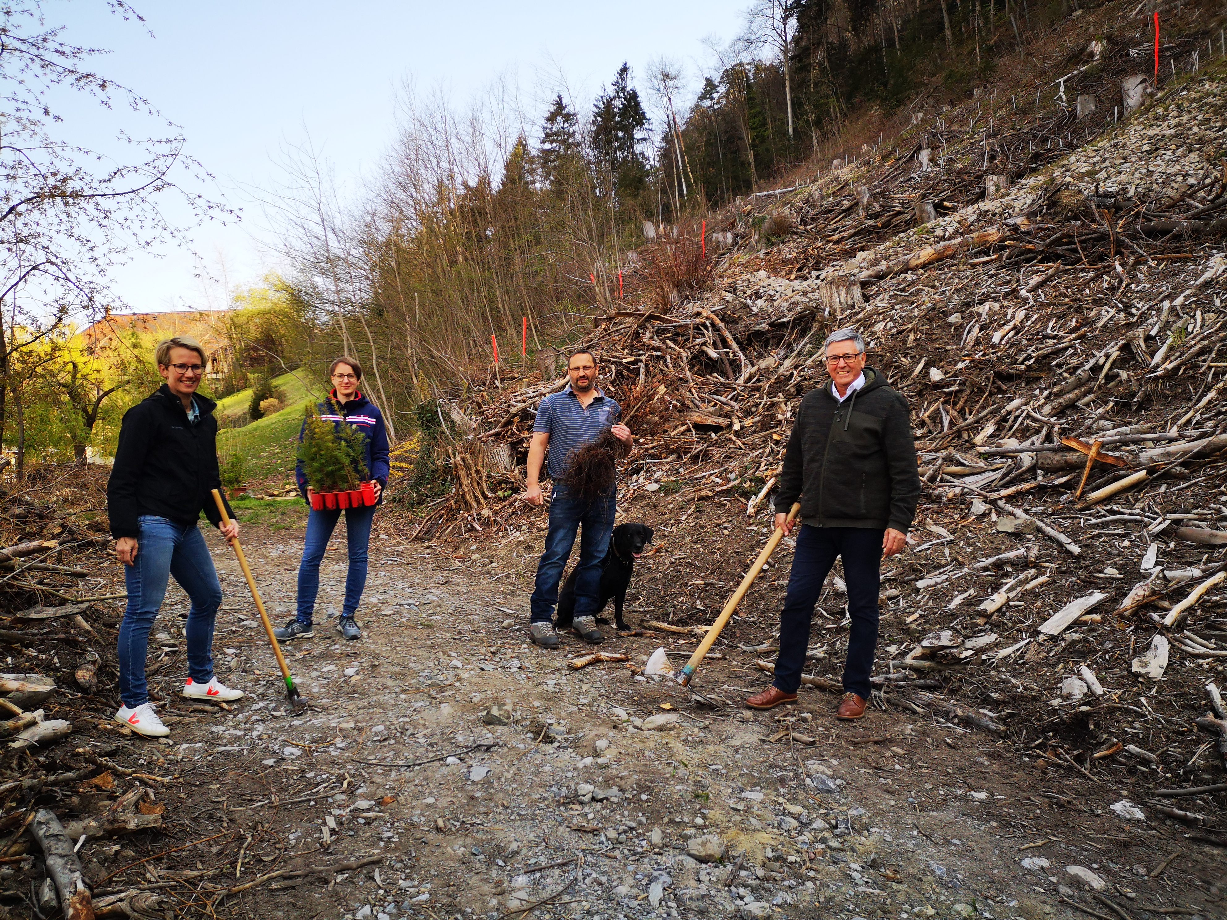 v.l.n.r.: Christina Connert und Karoline Schirmer (Umwelt, Energie, Klimaschutz), Elmar Nöckl (Forst, Landwirtschaft) und Bürgermeister Wolfgang Matt pflanzten vergangene Woche im Stellawald, der im Winter viel Schneebruch hinnehmen musste, standortgerechte Bäume, die den zukünftigen Klimaverhältnissen angepasst sind