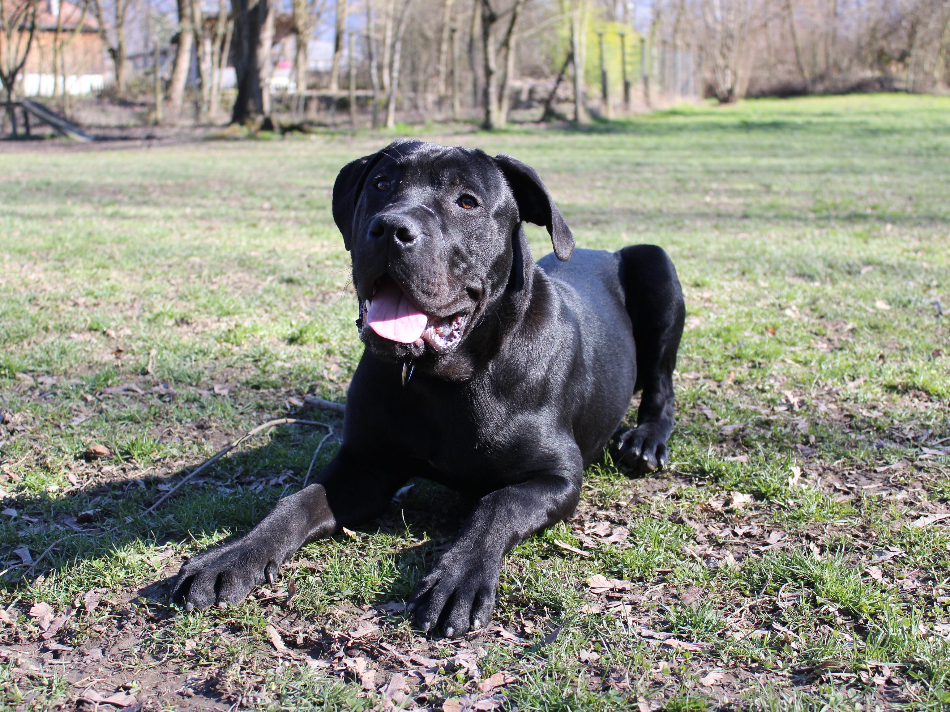 Die Anschaffung von Hunden boomt während der Corona-Pandemie, sollte aber gut überlegt sein.