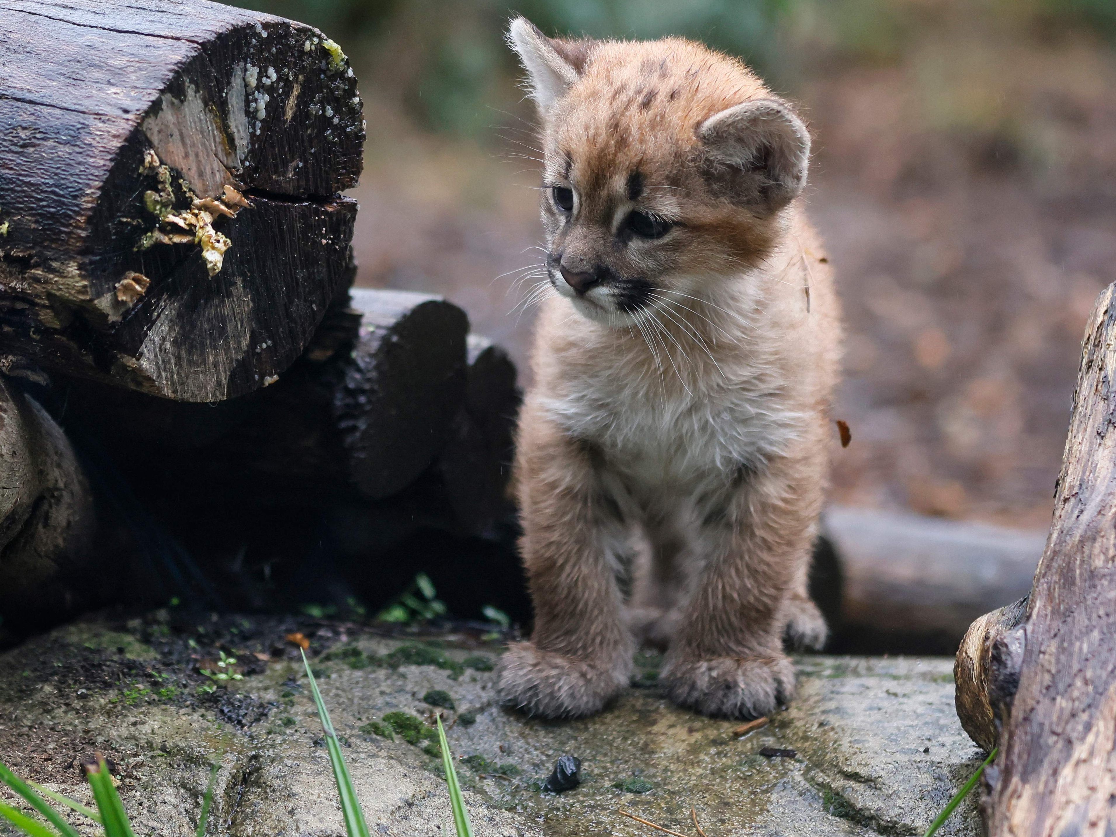 Auch Raubkatzen brauchen Streicheleinheiten.