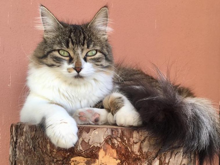 Die Kastration von Katzen hat auch Vorteile für deren Gesundheit und das Verhalten der Tiere. Die Kastration von Katzen hat auch Vorteile für deren Gesundheit und das Verhalten der Tiere.