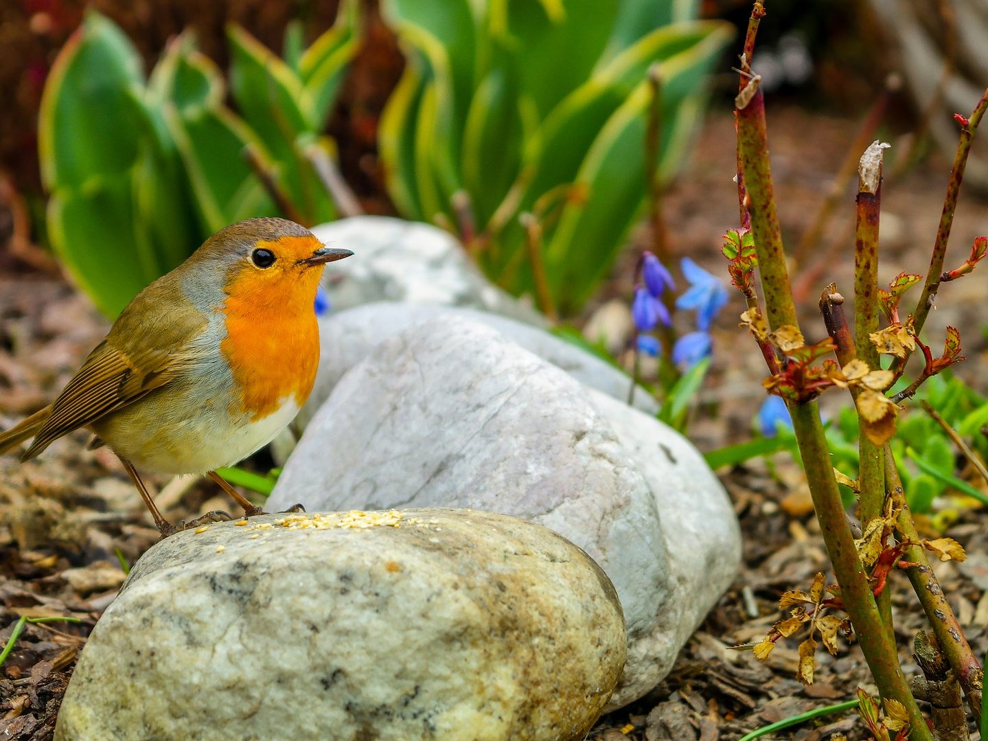 Biodiversität: Die heimische Vogelpopulation auf Wiesen und Äckern ist laut BirdLife empfindlich gefährdet Biodiversität: Die heimische Vogelpopulation auf Wiesen und Äckern ist laut BirdLife empfindlich gefährdet
