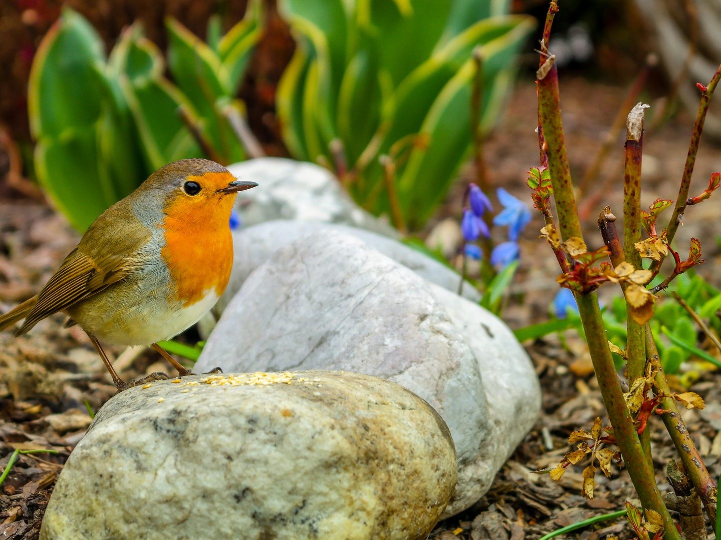 Biodiversität: Die heimische Vogelpopulation auf Wiesen und Äckern ist laut BirdLife empfindlich gefährdet