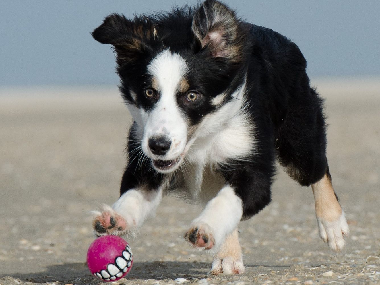 Dieser Hund verbringt seine Zeit gerne auf dem Spielplatz.