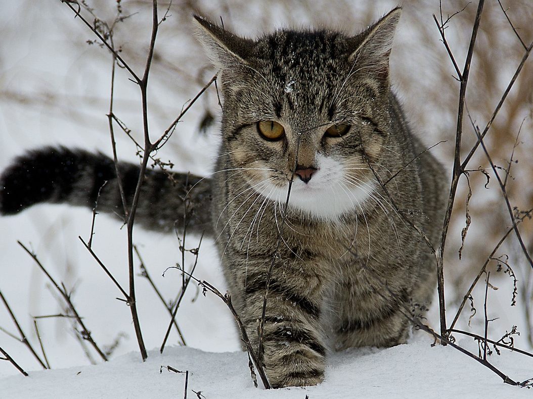 Die Katze schließt sich einfach einer Gruppe Tourengeher an.