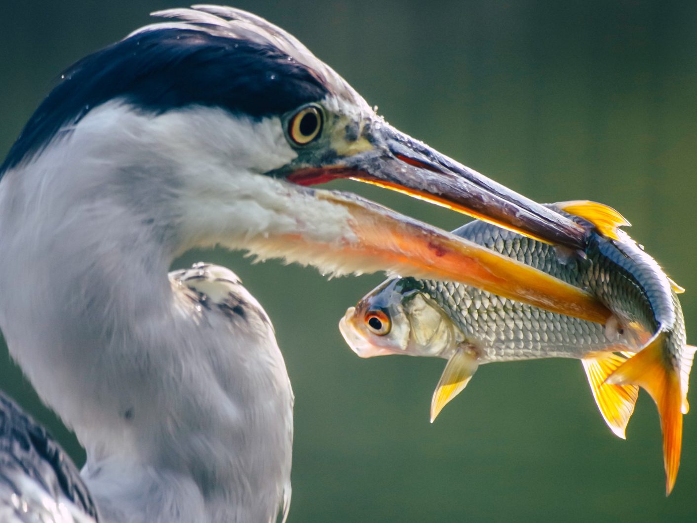 Der Vogel ließ seine Beute auf die Windschutzscheibe des LKWs fallen.