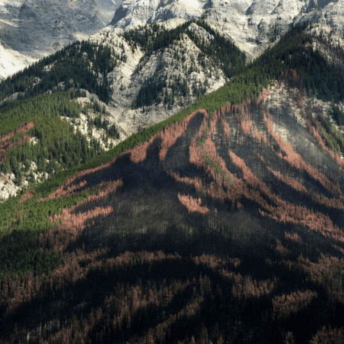 Nach Bergkiefernkäfer-Befall wurde dieses Waldstück in British Columbia von einem Waldbrand heimgesucht. Aus Gründen wie diesem sucht die USA weltweit nach Schnittholz. Und setzt die heimischen Holzbauer damit unter Druck.